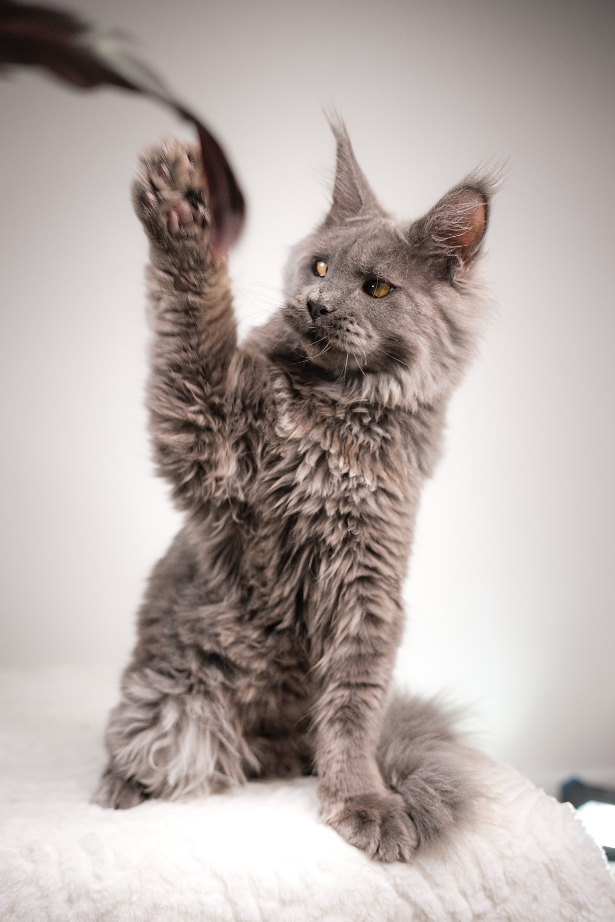 Senator Hunter. Senator Cat — Maine Coon cattery