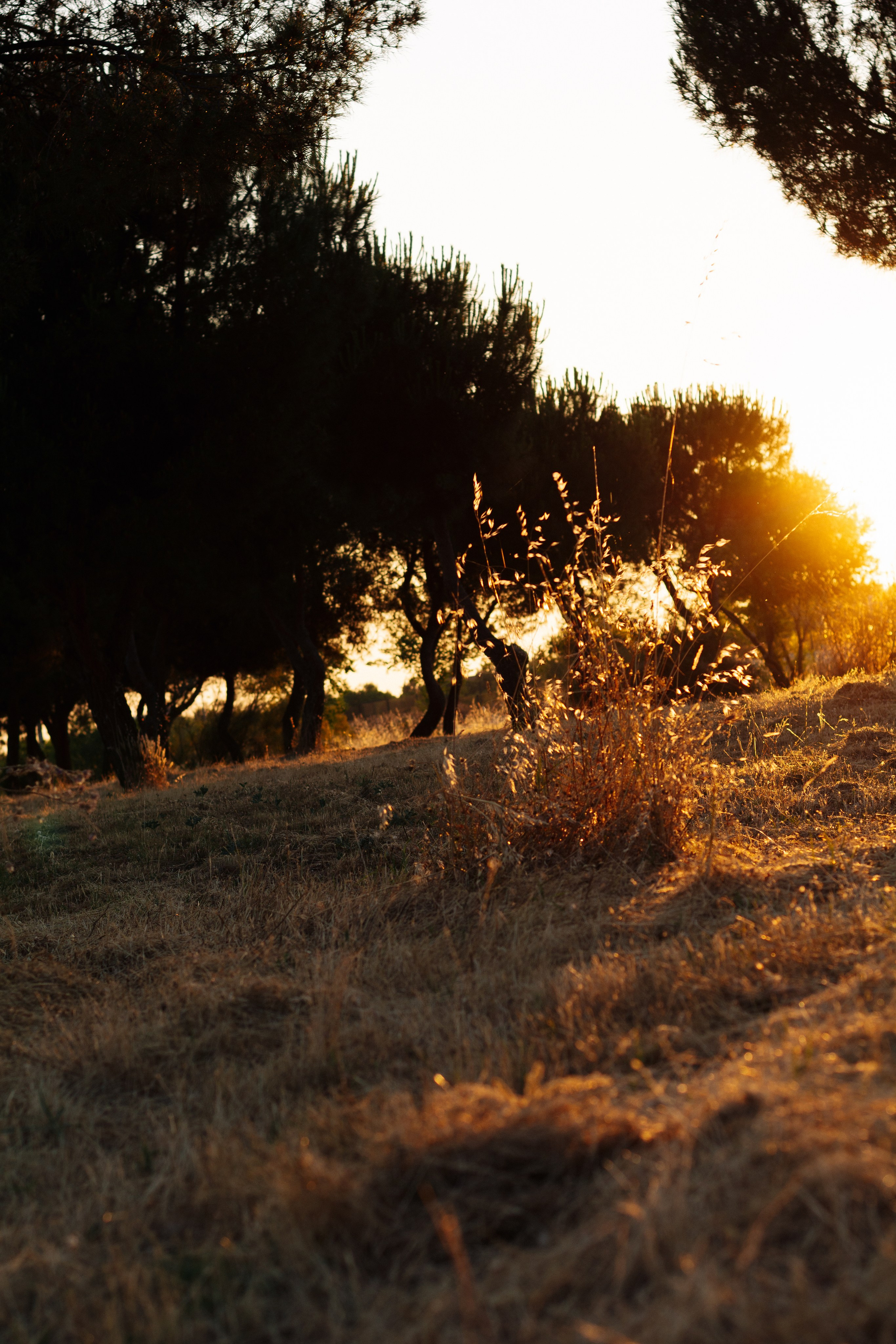 Anna. Shpanarskiy Nazar