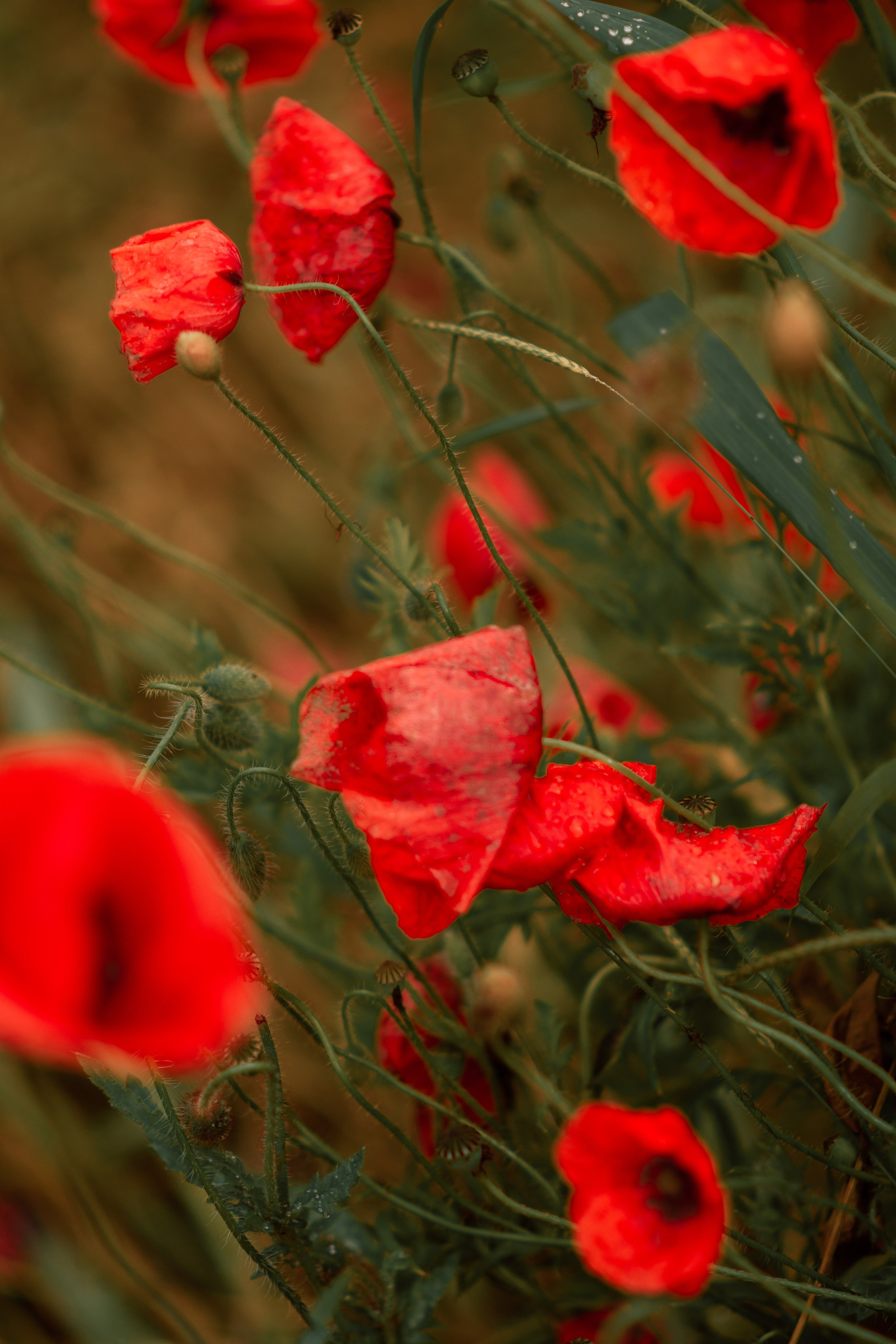 Маковый рай. Семейный и детский фотограф