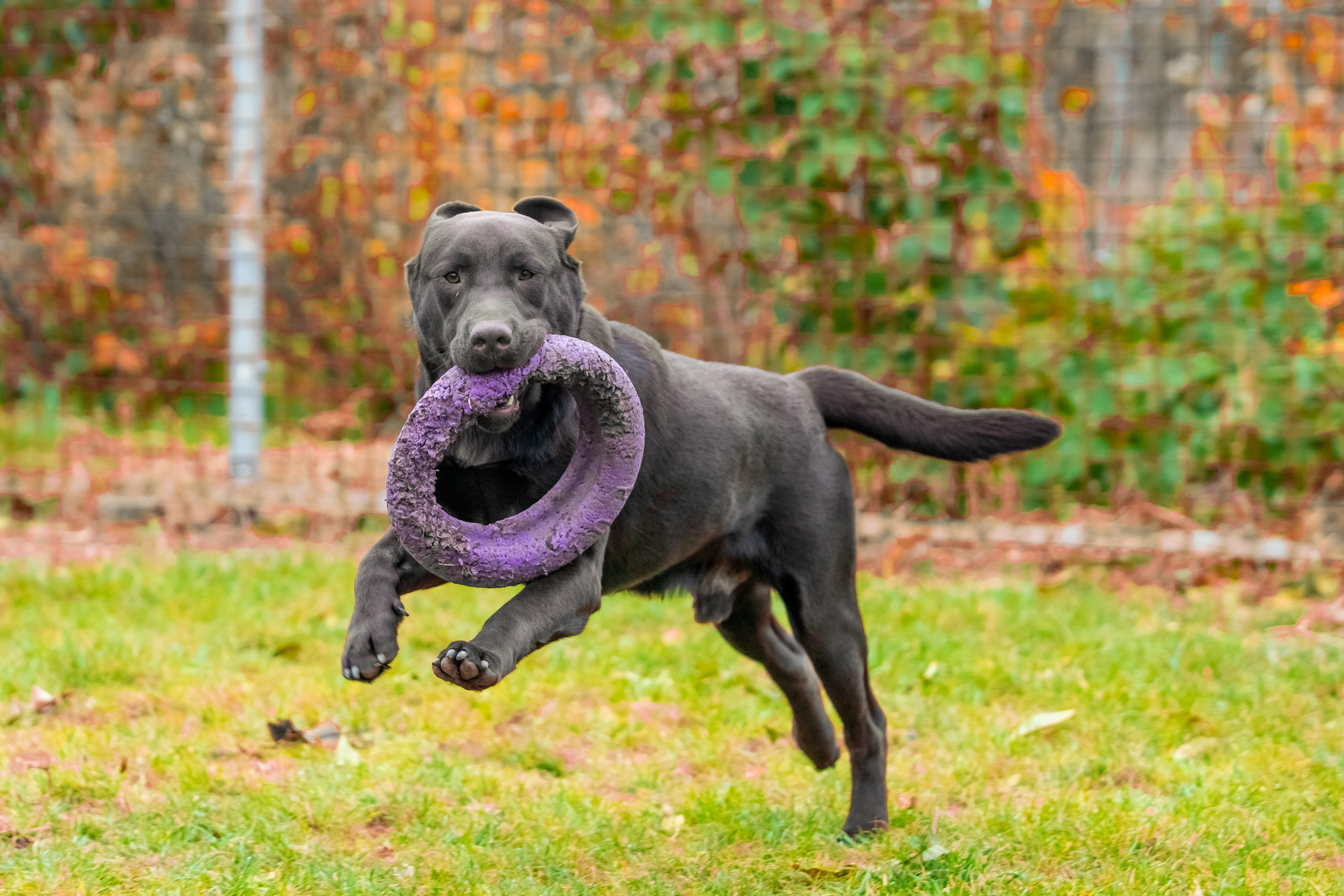 Шоколадний лабрадор ретривер