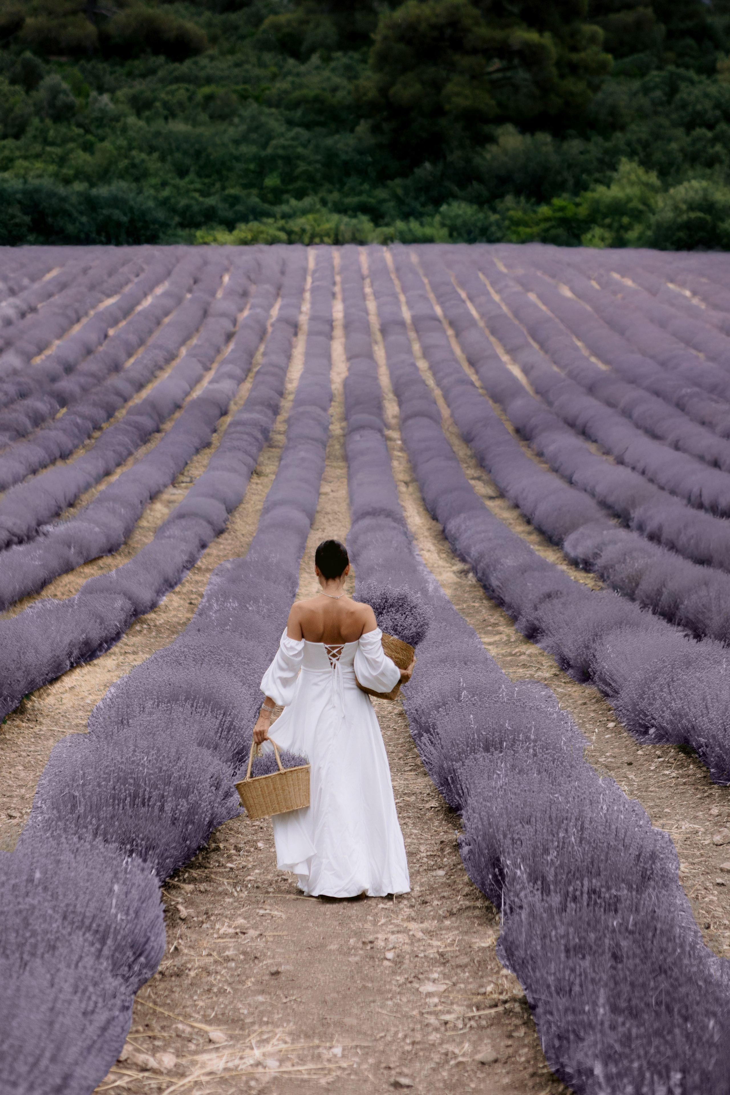 Лаванда. Фотограф в Анталии, Кемере и Белеке