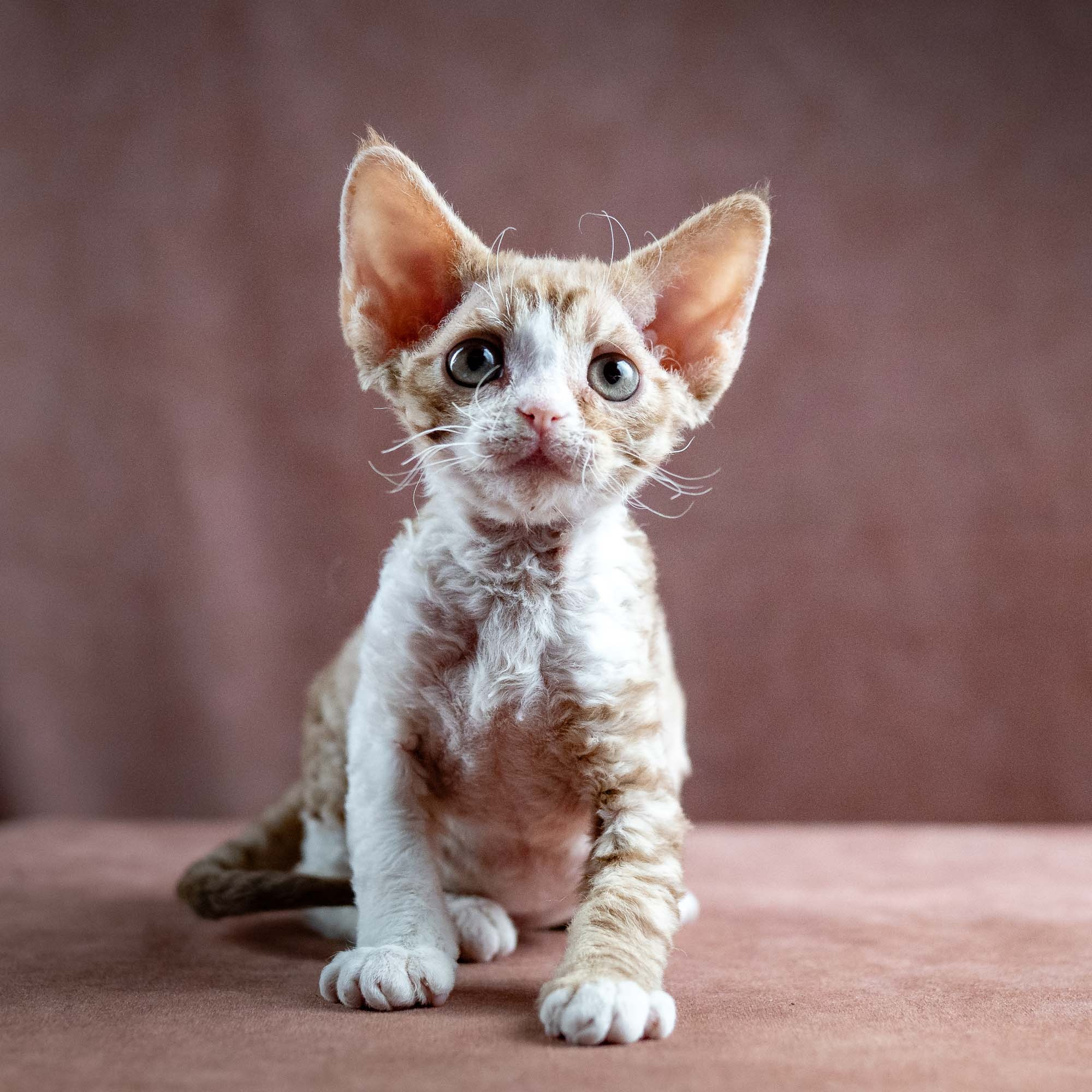 Houston, girl, born 04.20.25. Devon Rex Pixie Cattery