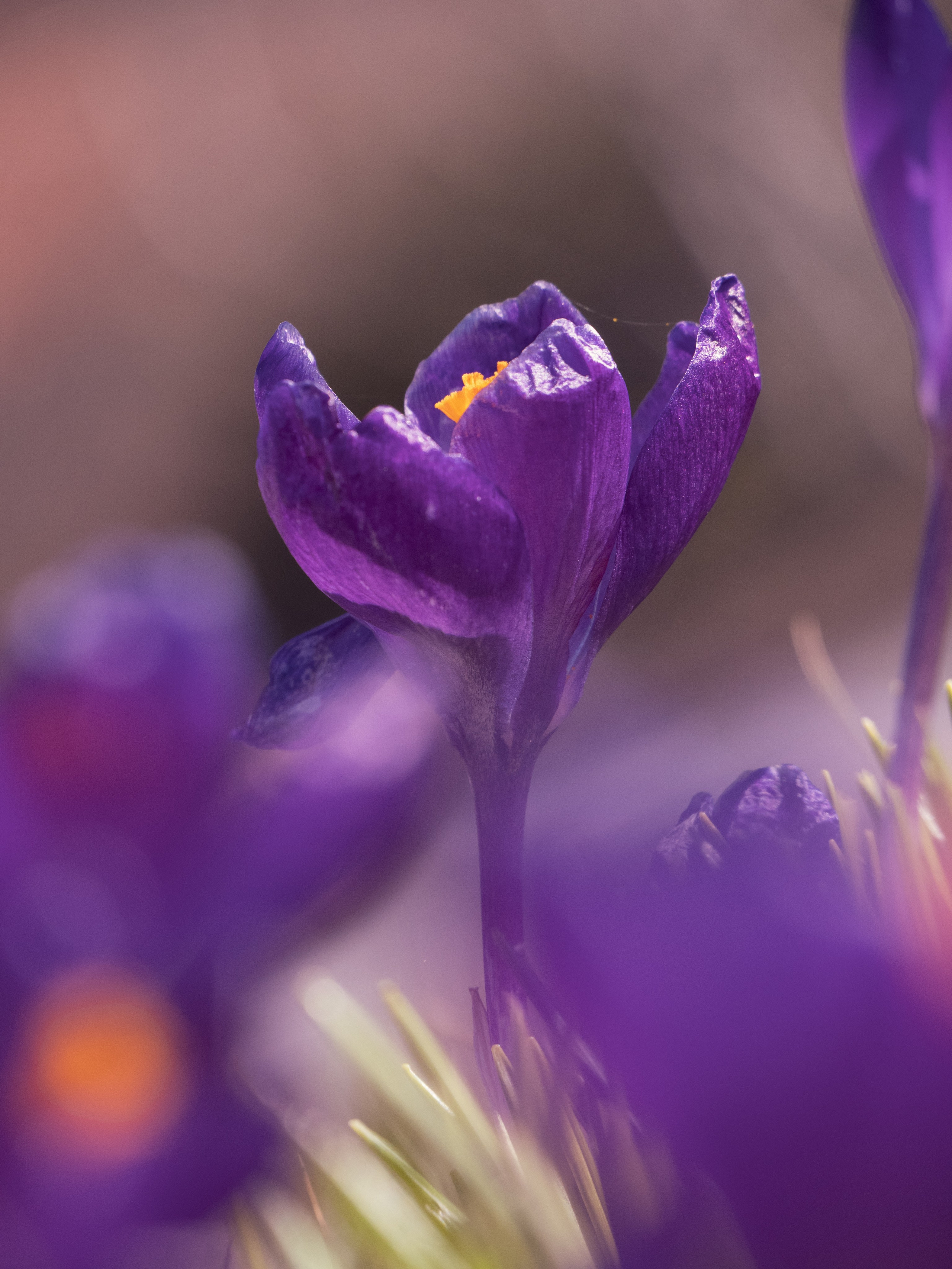 Portfolio. Photographer in Sotenäs municipality. Fotograf i Sotenäs kommun