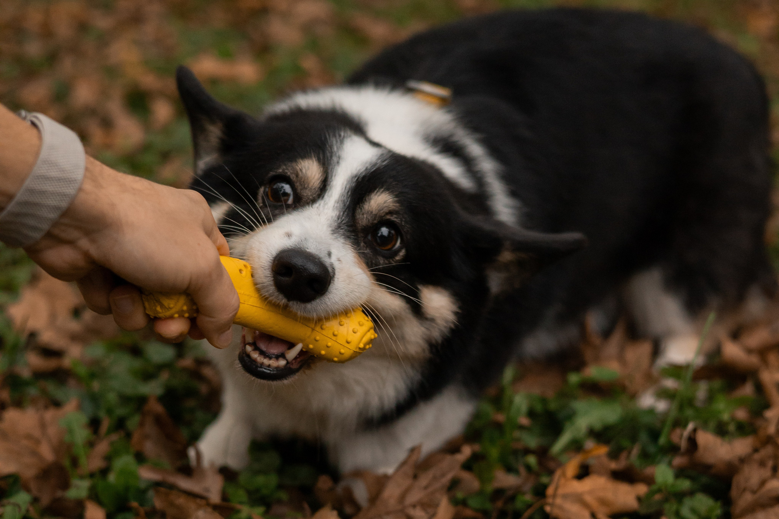 Даня, Аня и Плюша. Фотограф-анималист | Белград