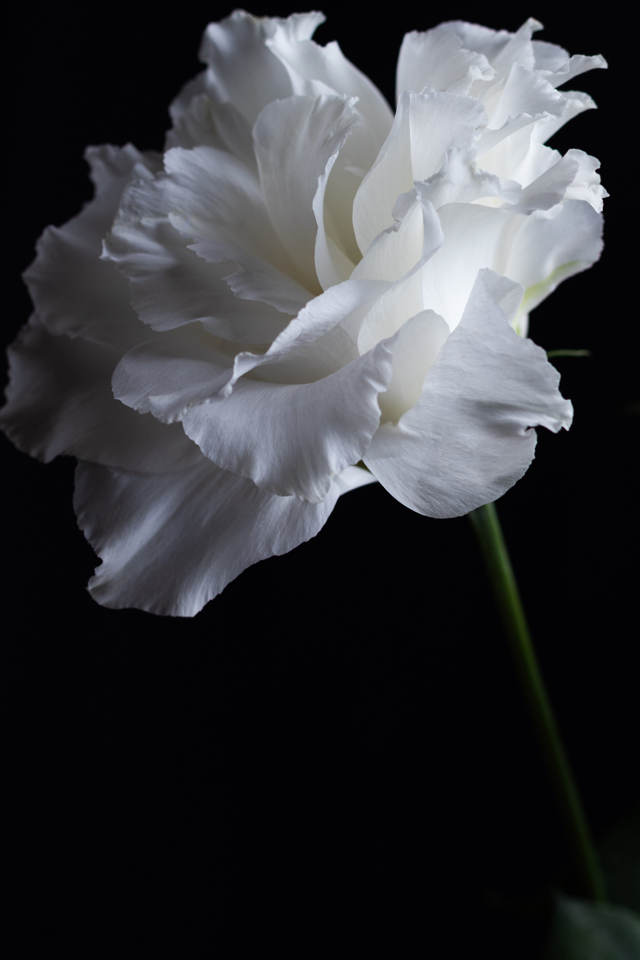 Предметная съемка. Семейный и рекламный фотограф в Ташкенте Мария Кудрявцева