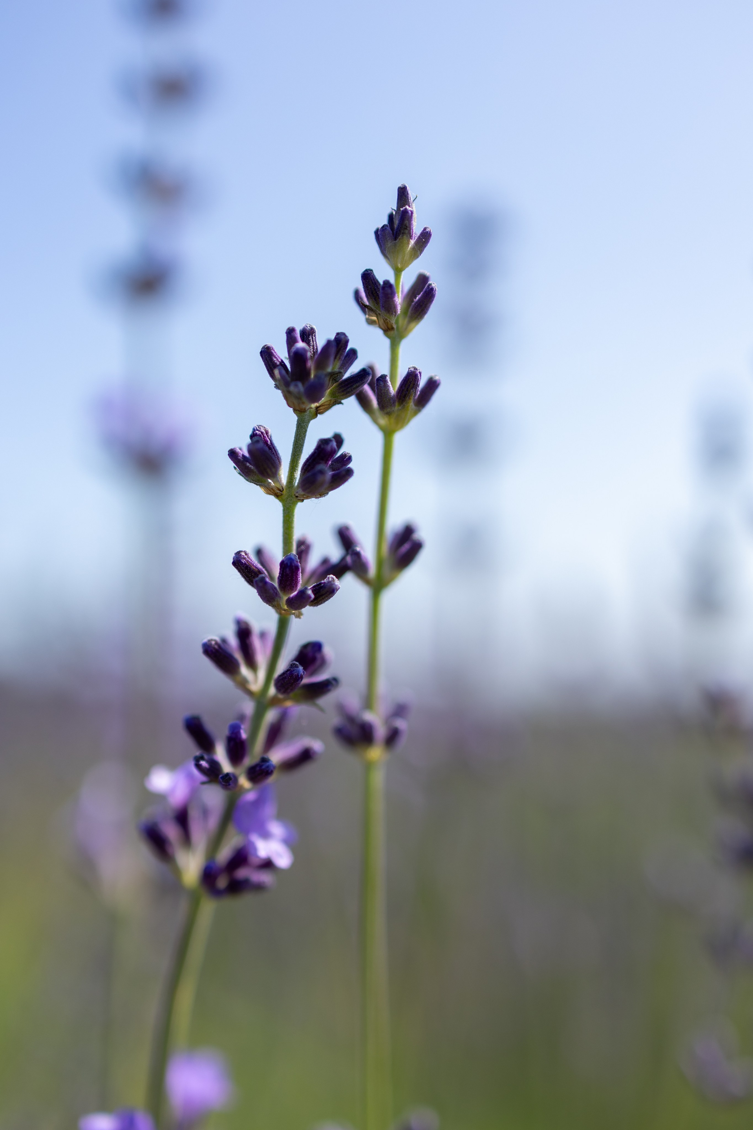 Fotograf. Lucrez cu oameni, produse și spații. Portret și fotografie creativă. Bacău, România. Lidia Savinoiu