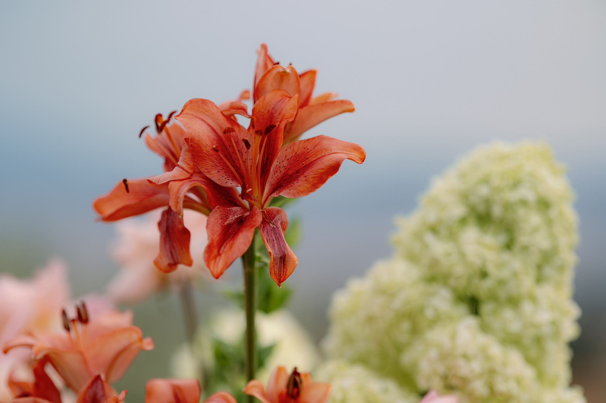 KSENYA & VLADIMIR. Bakasphoto wedding and lifestyle photography Latvia and Worldwide