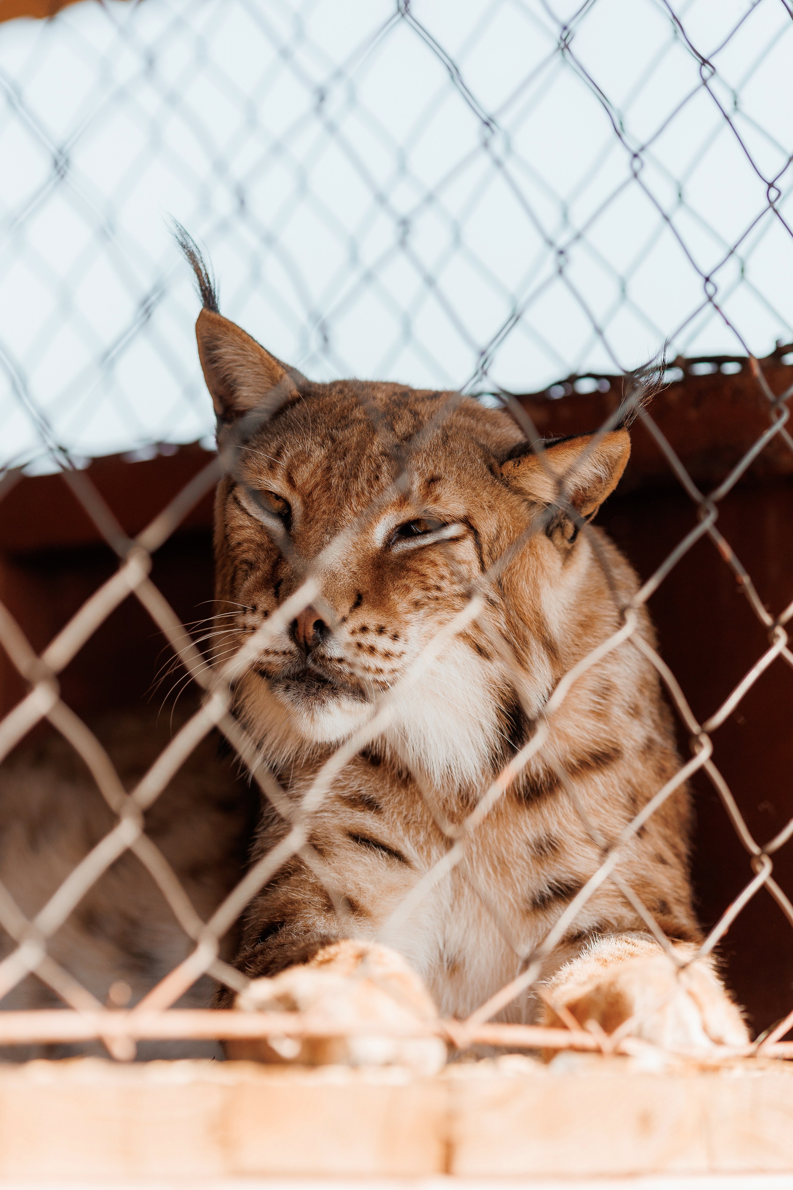 Екопарк Аміла. Ірина Терещук