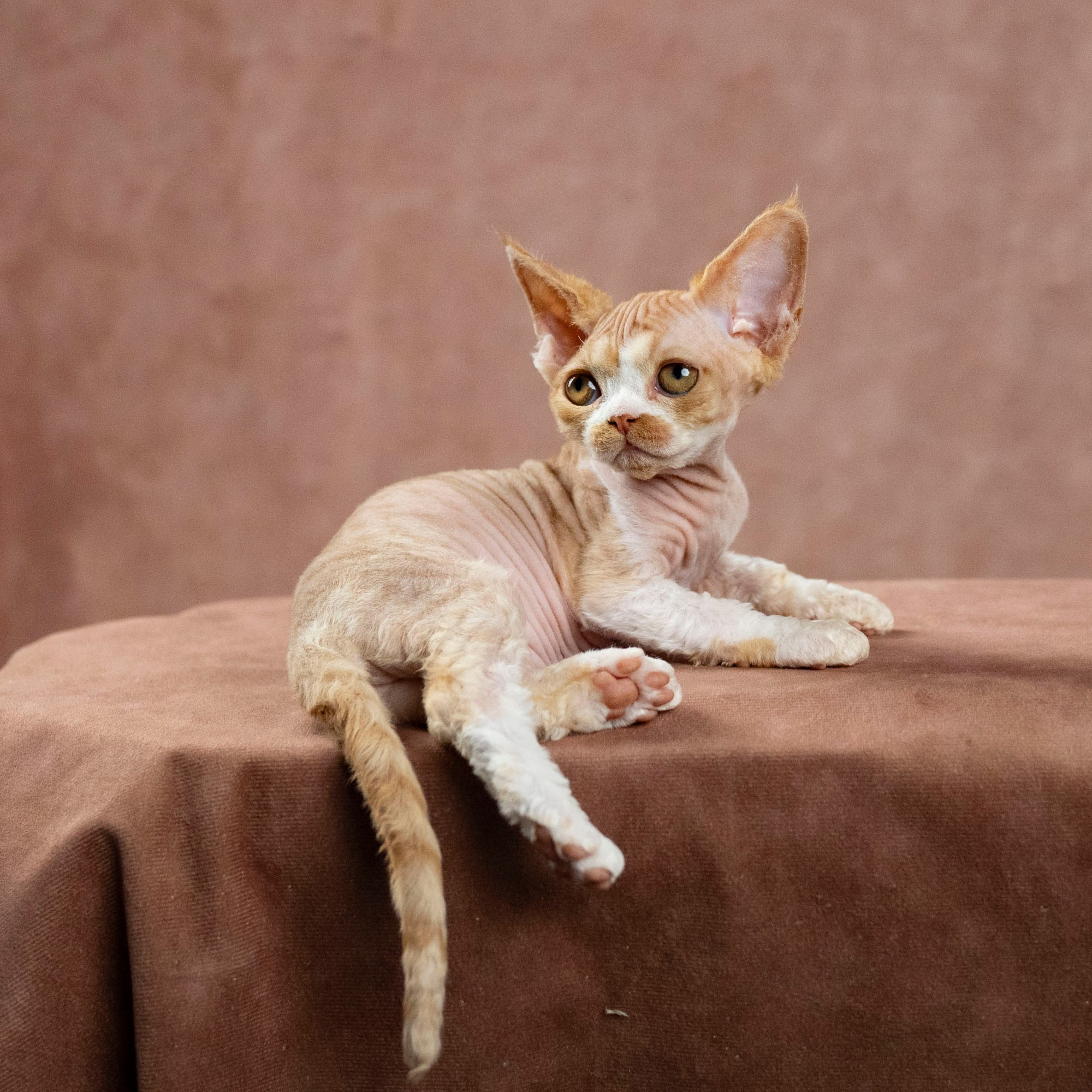 Dobby, boy. Devon Rex Pixie Cattery