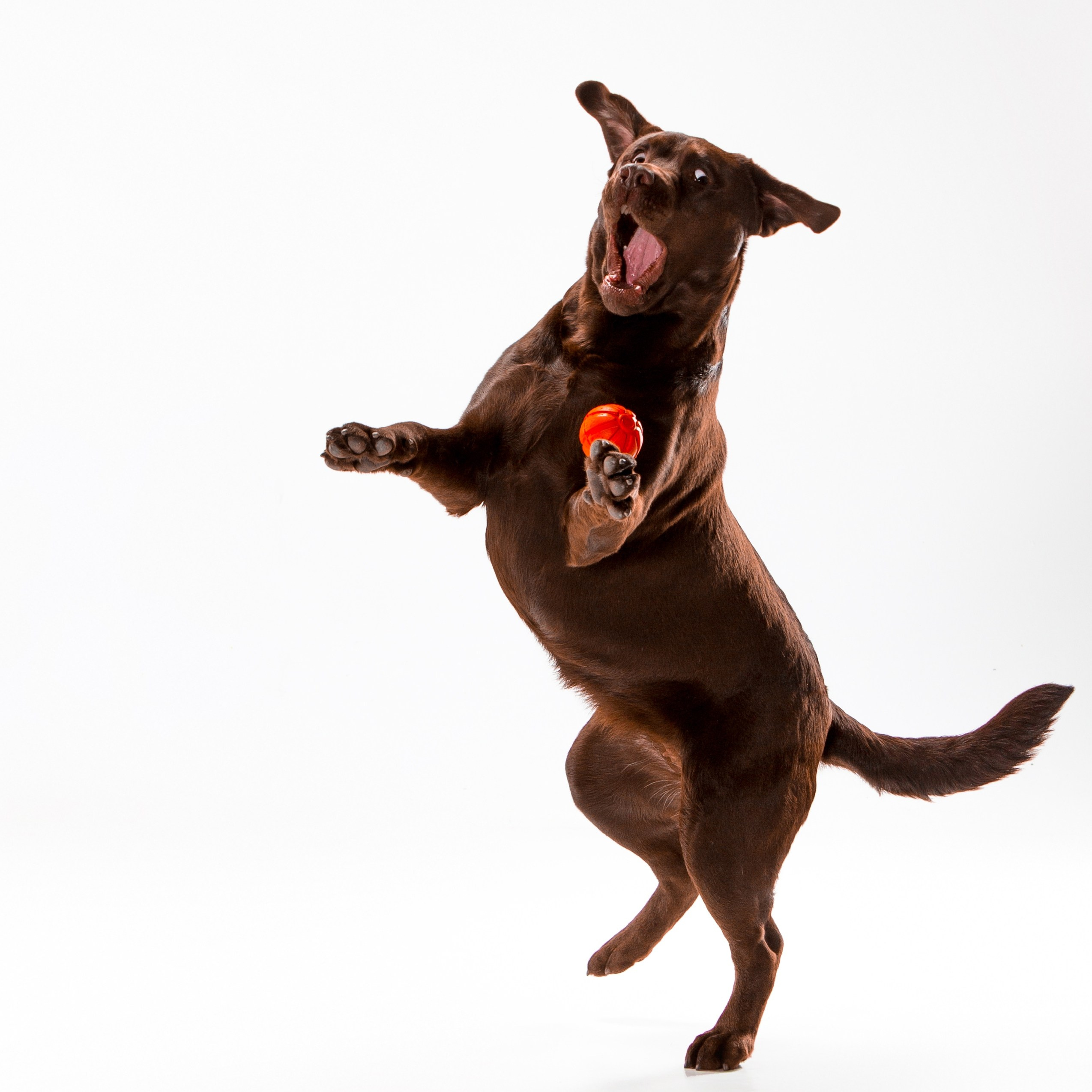 Fanny. Цуценята лабрадор ретривера, Дніпро, Україна