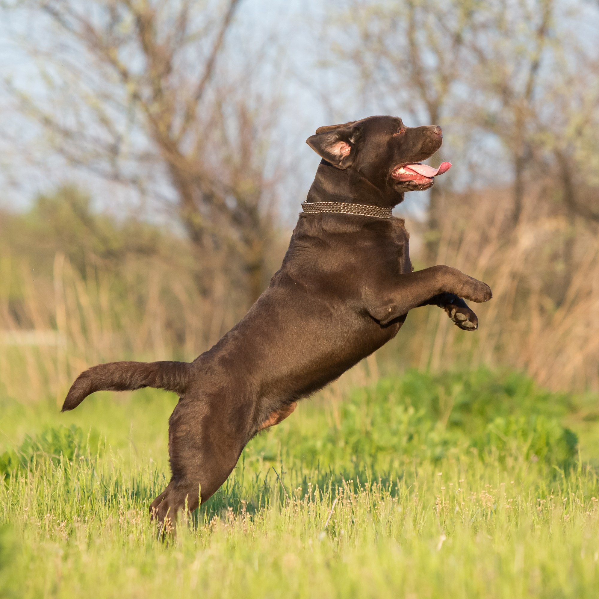 Newton. Цуценята лабрадор ретривера, Дніпро, Україна