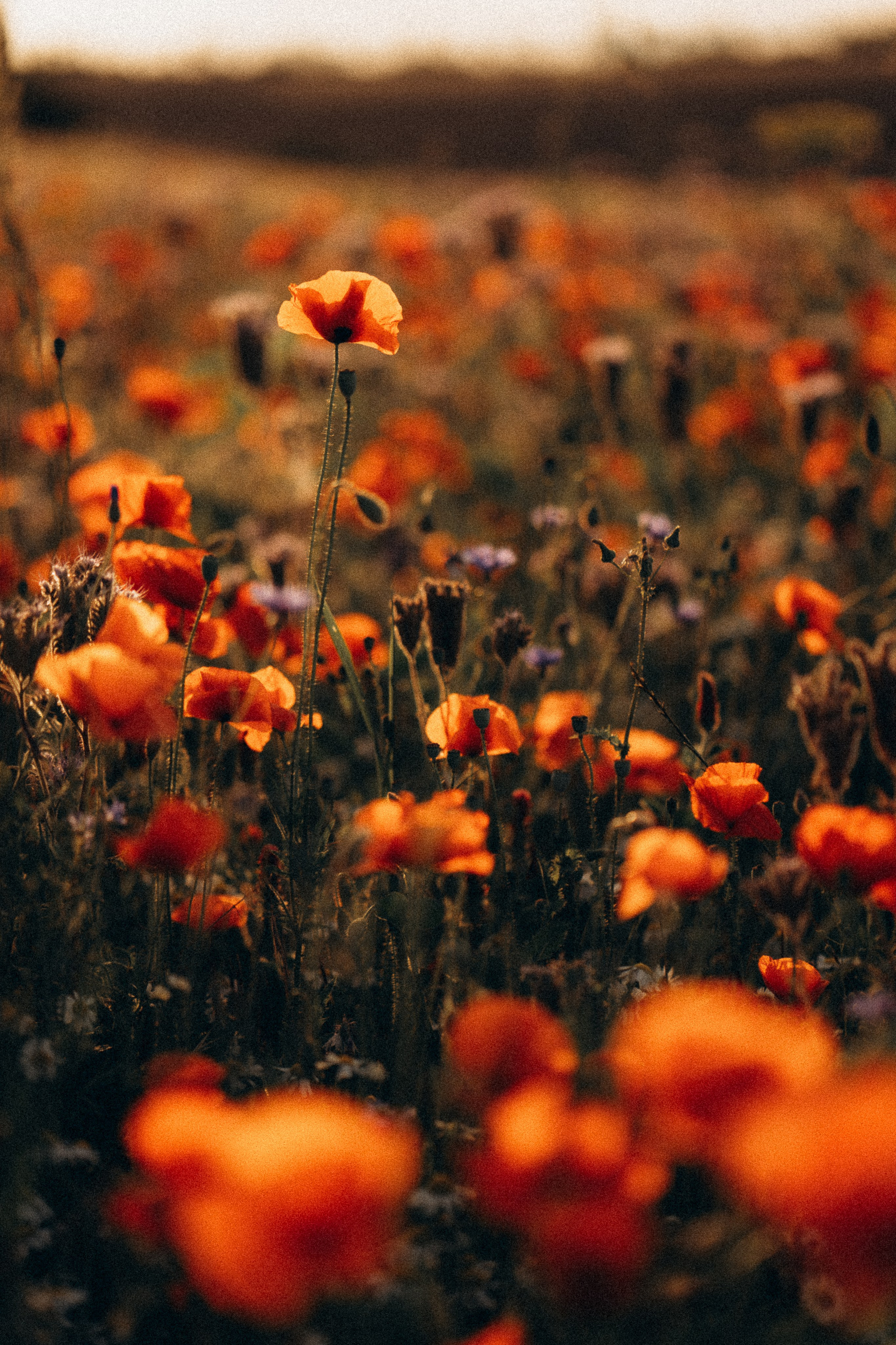 Summer evening fields. Familien, Portrait und Konzeptualfotografie in Genf, Schweiz