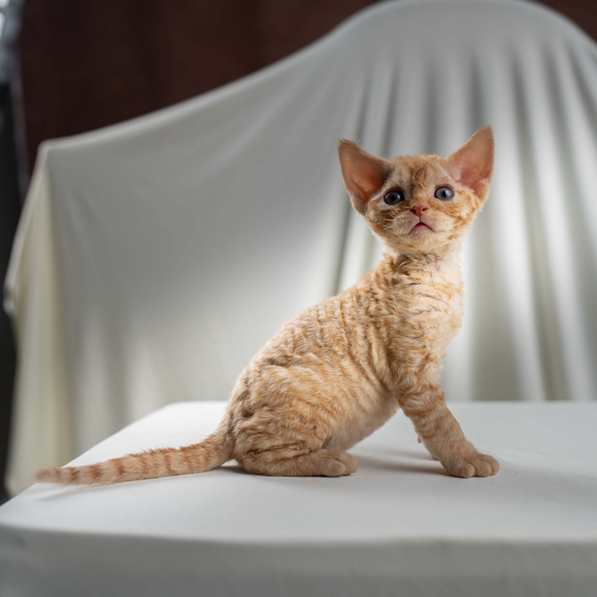 Dorito, boy, born on 06.06.24 SOLD. Devon Rex Pixie Cattery