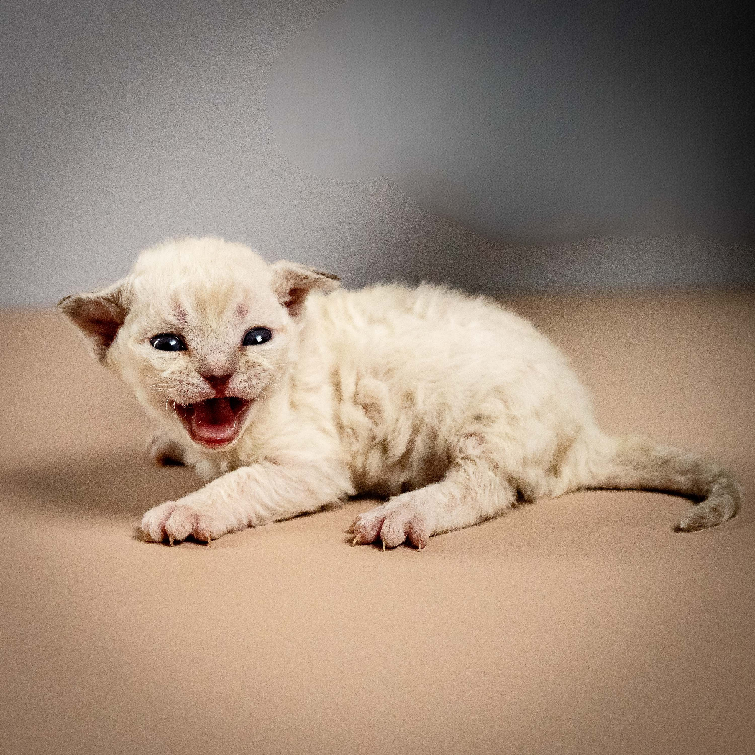 Maya, girl, born 01.15.26. Devon Rex Pixie Cattery