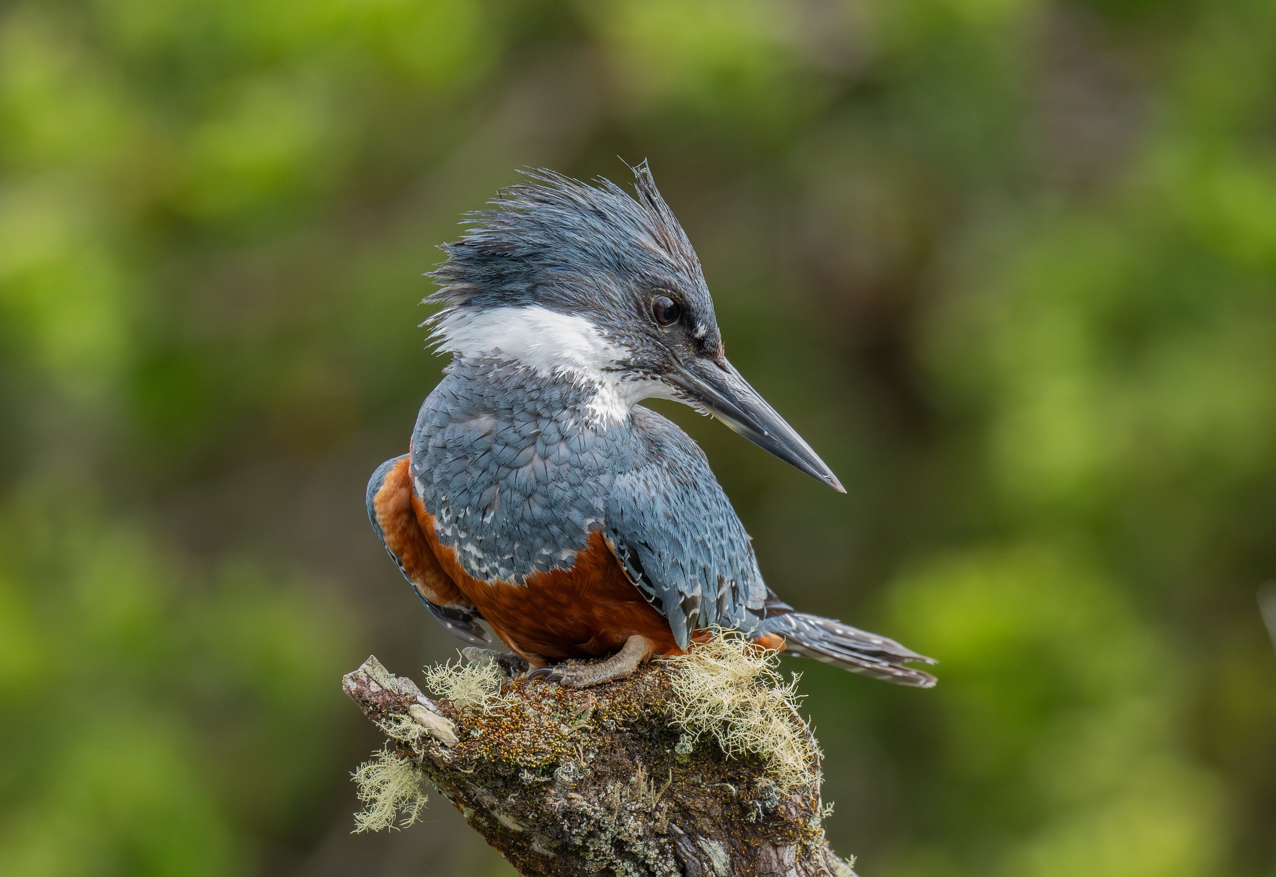 Martín Pescador. Nature photographer Yuri Soria-Galvarro