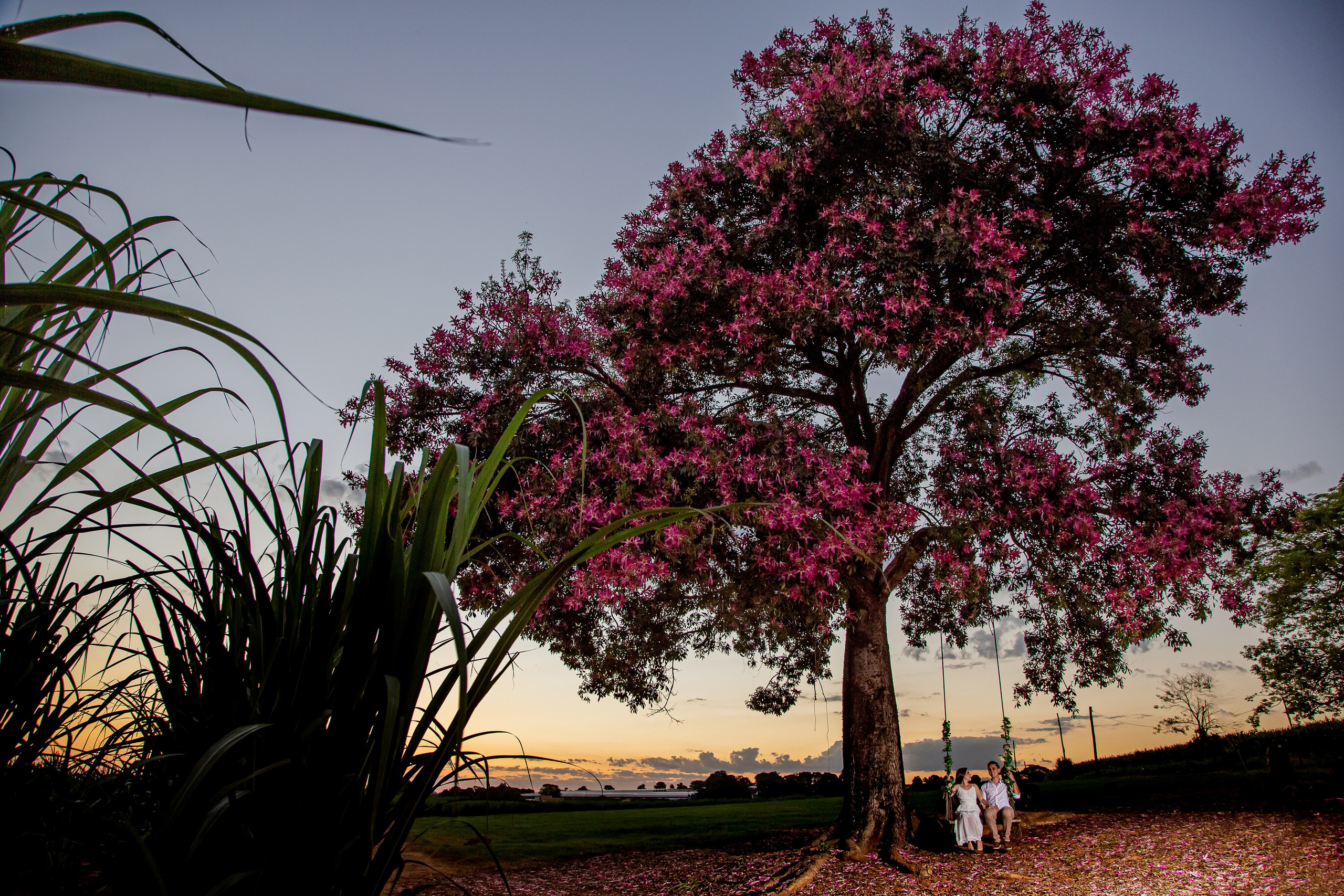 Ensaio Holambra. Tela cheia