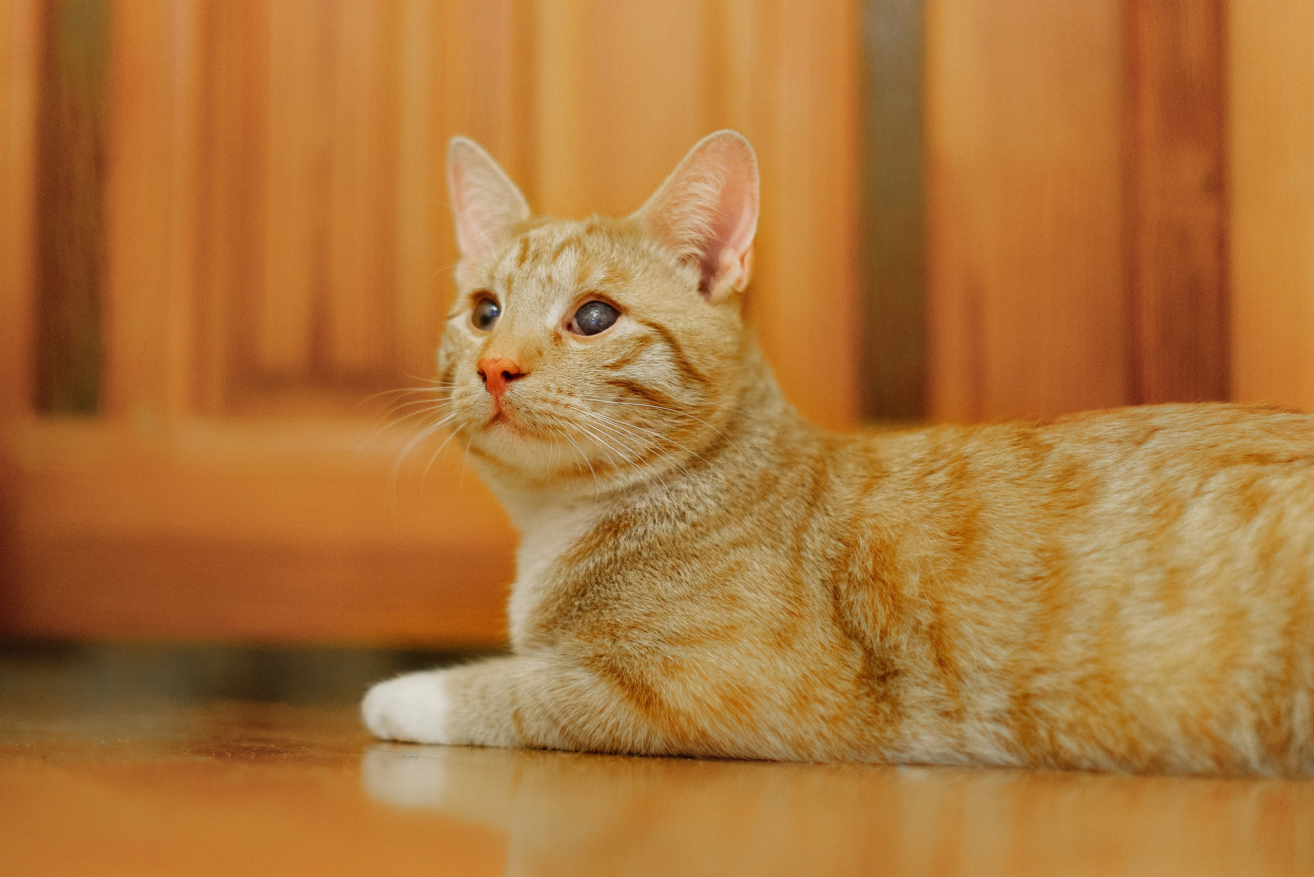 Cats for adoption. Kaja | fotograf we Wrocławiu | ludzie i psy