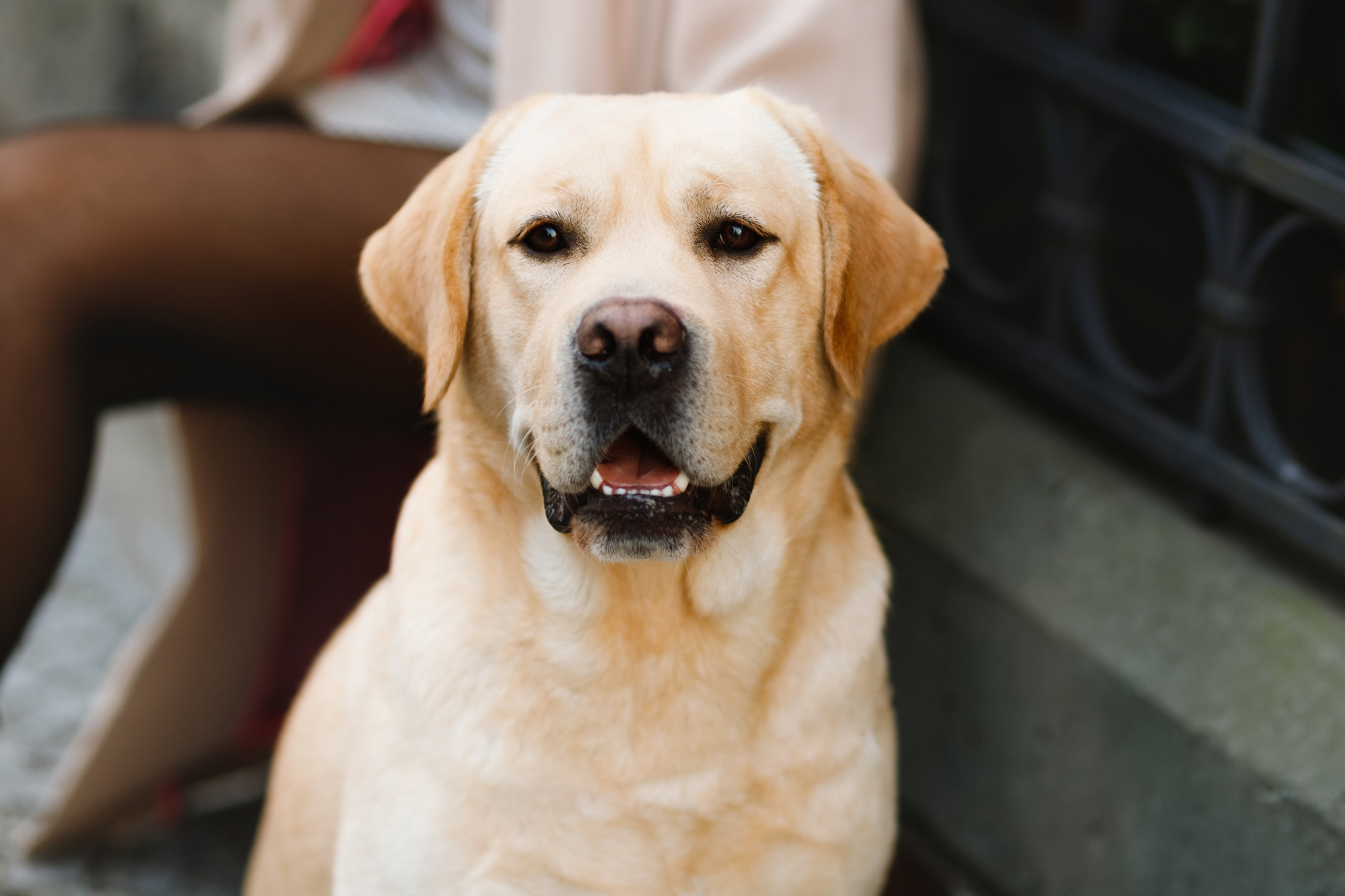 Katya & labrador. Kaja | fotograf psów we Wrocławiu