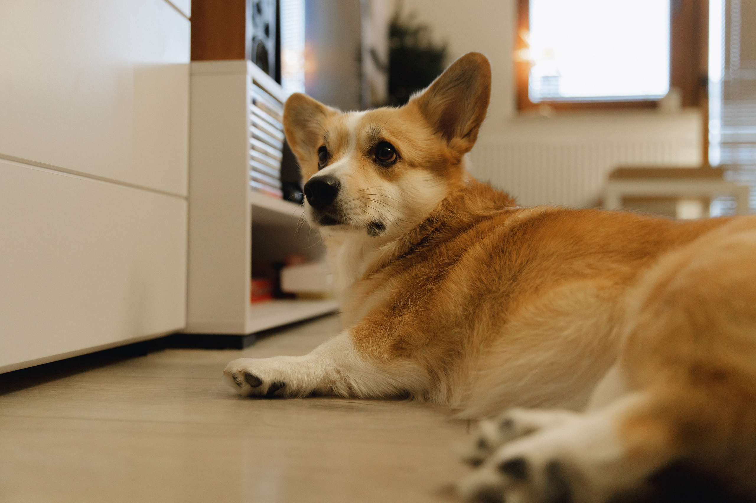 Dasha & Daisy. Kaja | fotograf psów we Wrocławiu