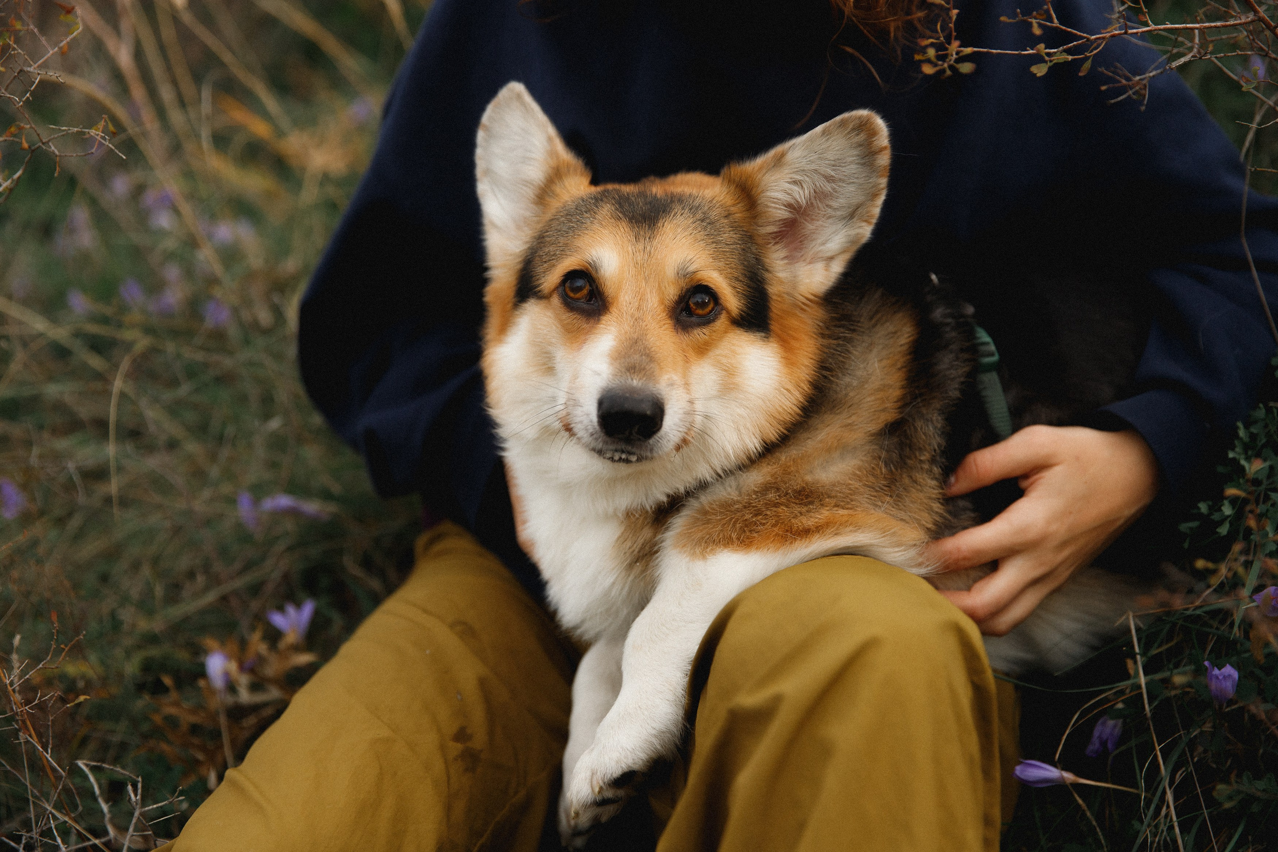Sasha & Leonid. Kaja | fotograf psów we Wrocławiu