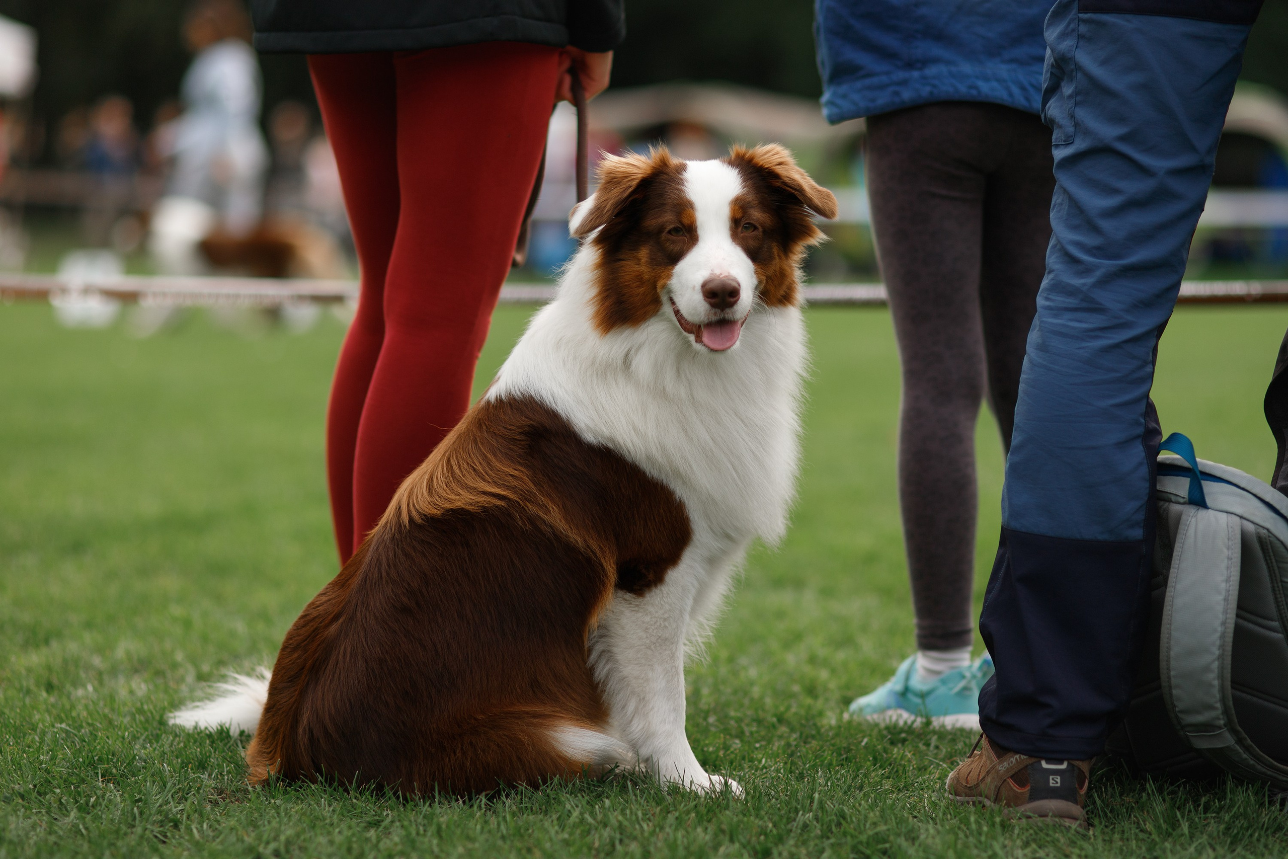 Dog shows | the best ones. Kaja | fotograf psów we Wrocławiu