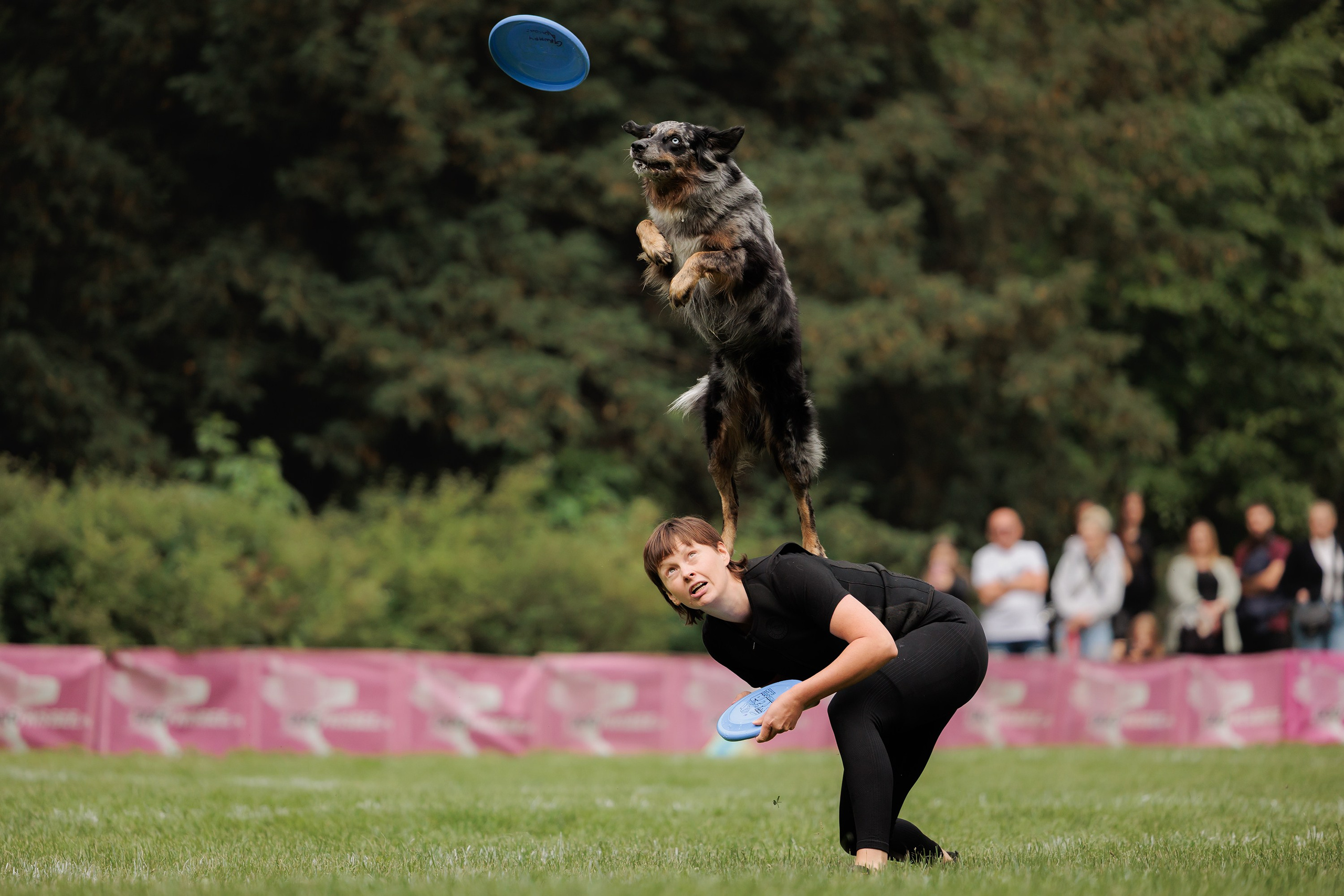 Latające psy, Wrocław'25. Kaja | fotograf psów we Wrocławiu