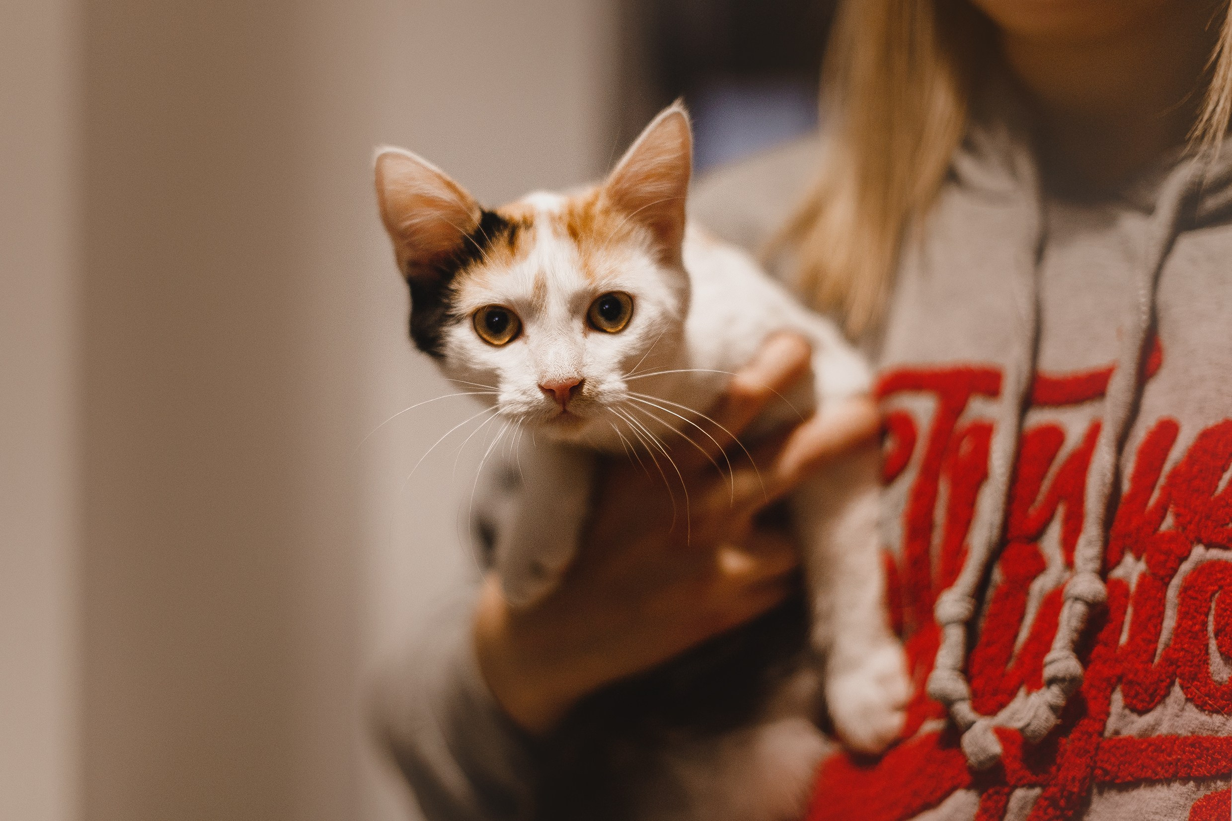 Pack of cats in the home. Kaja | fotograf we Wrocławiu | ludzie i psy