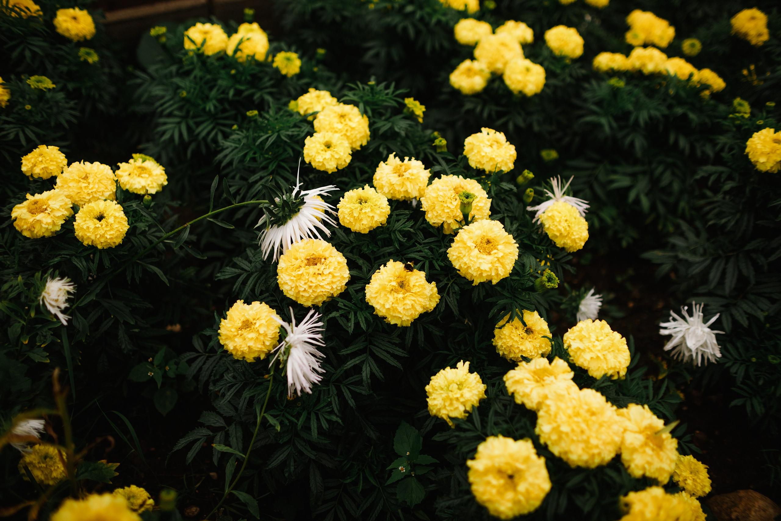 Grodno. Kaja | fotograf we Wrocławiu | ludzie i psy