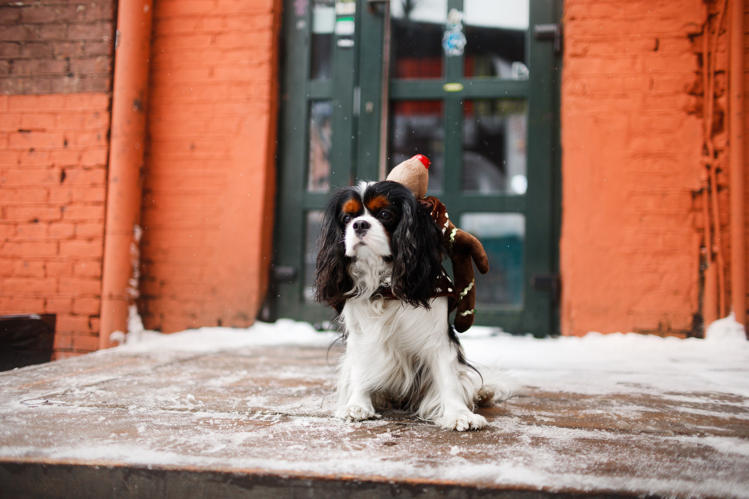 Uliana & winter spaniels. Kaja | fotograf psów we Wrocławiu