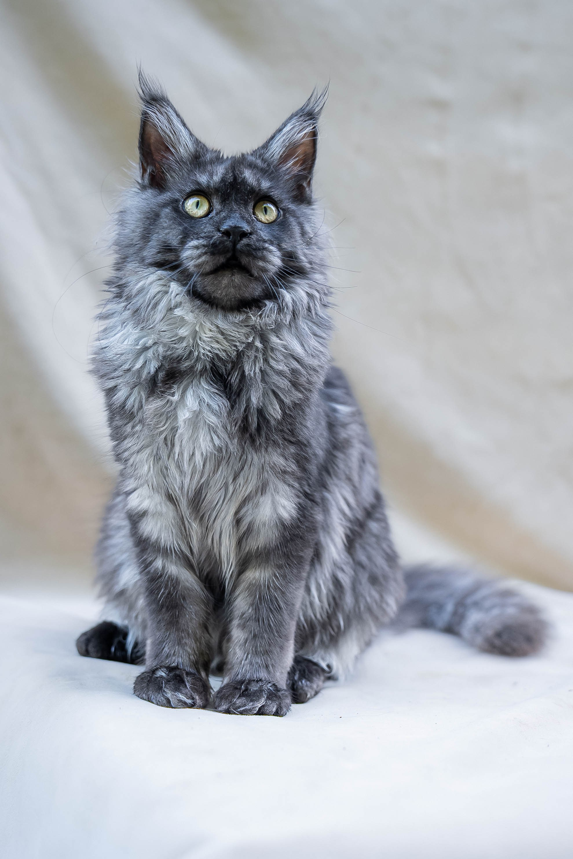 Senator Luna. Senator Cat — Maine Coon cattery