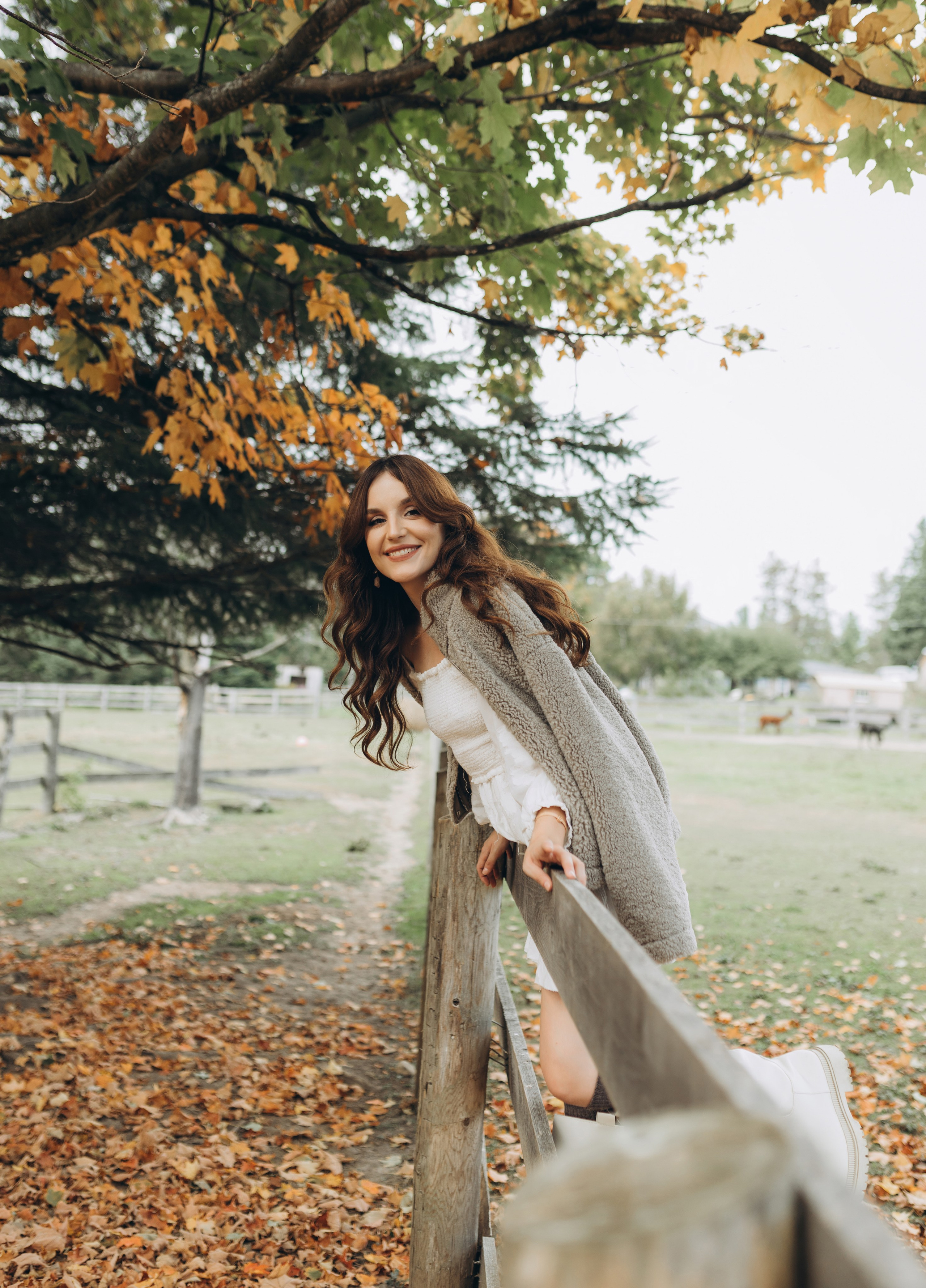 Alpacas Farm. Chernenko.photography