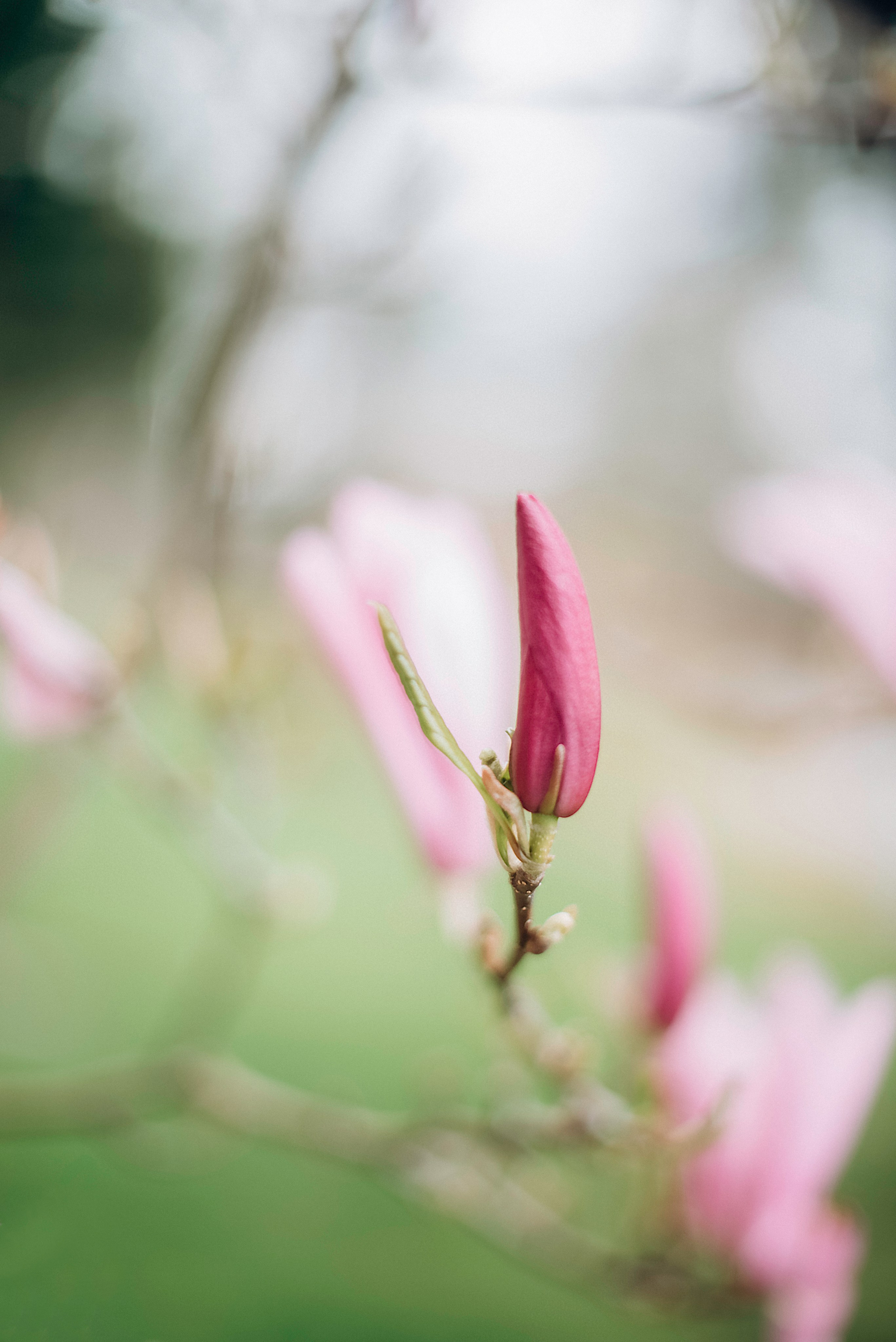 Niki. Newborn, pregnancy, family photographer in New Jersey