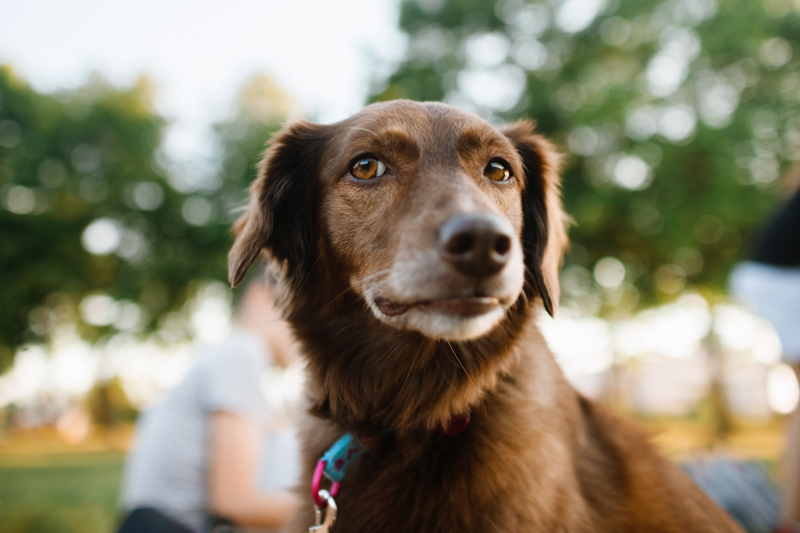 Frisbee workshop of Darya Lukina. Kaja | fotograf we Wrocławiu | ludzie i psy