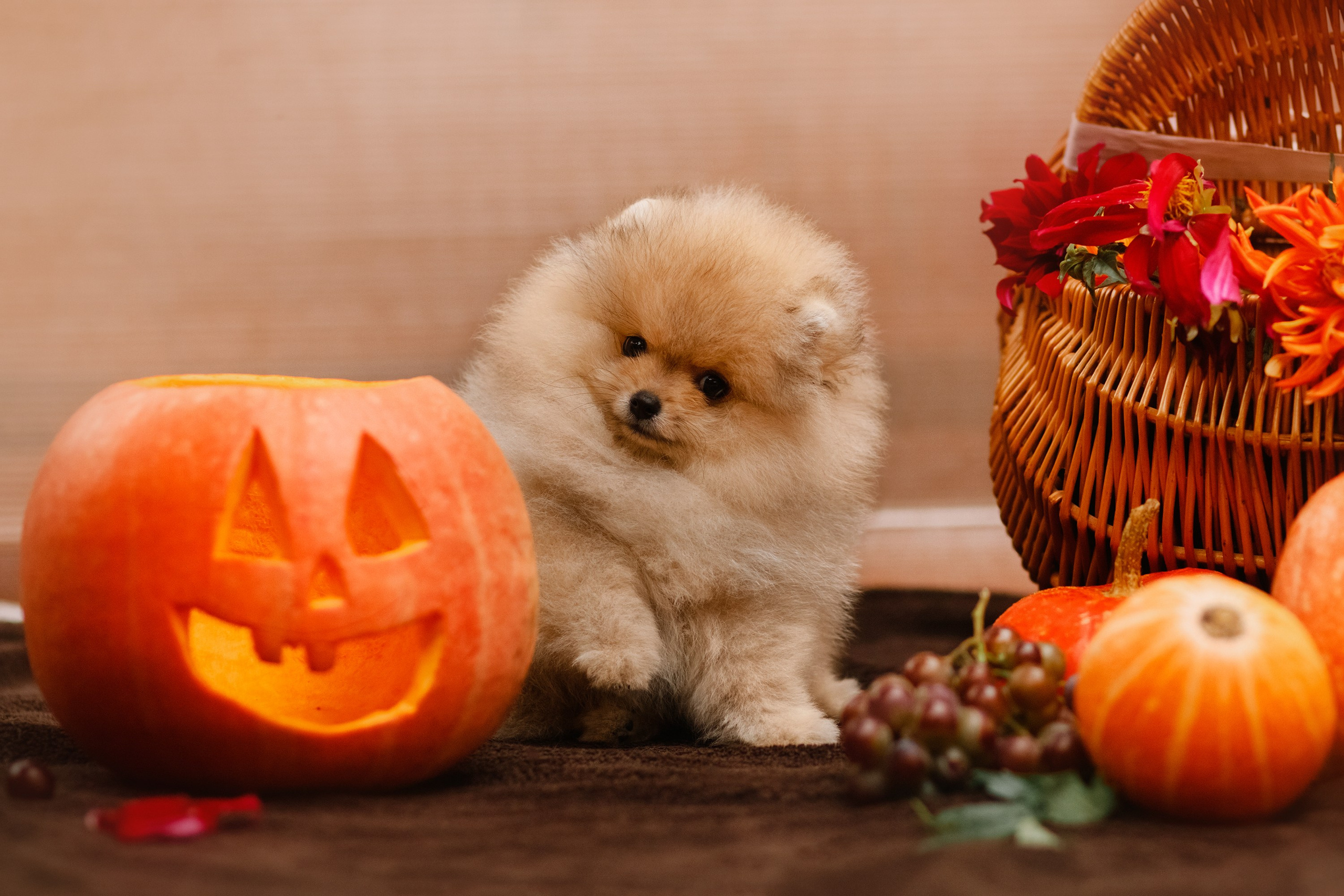 Halloween spitz puppies. Kaja | fotograf we Wrocławiu | ludzie i psy