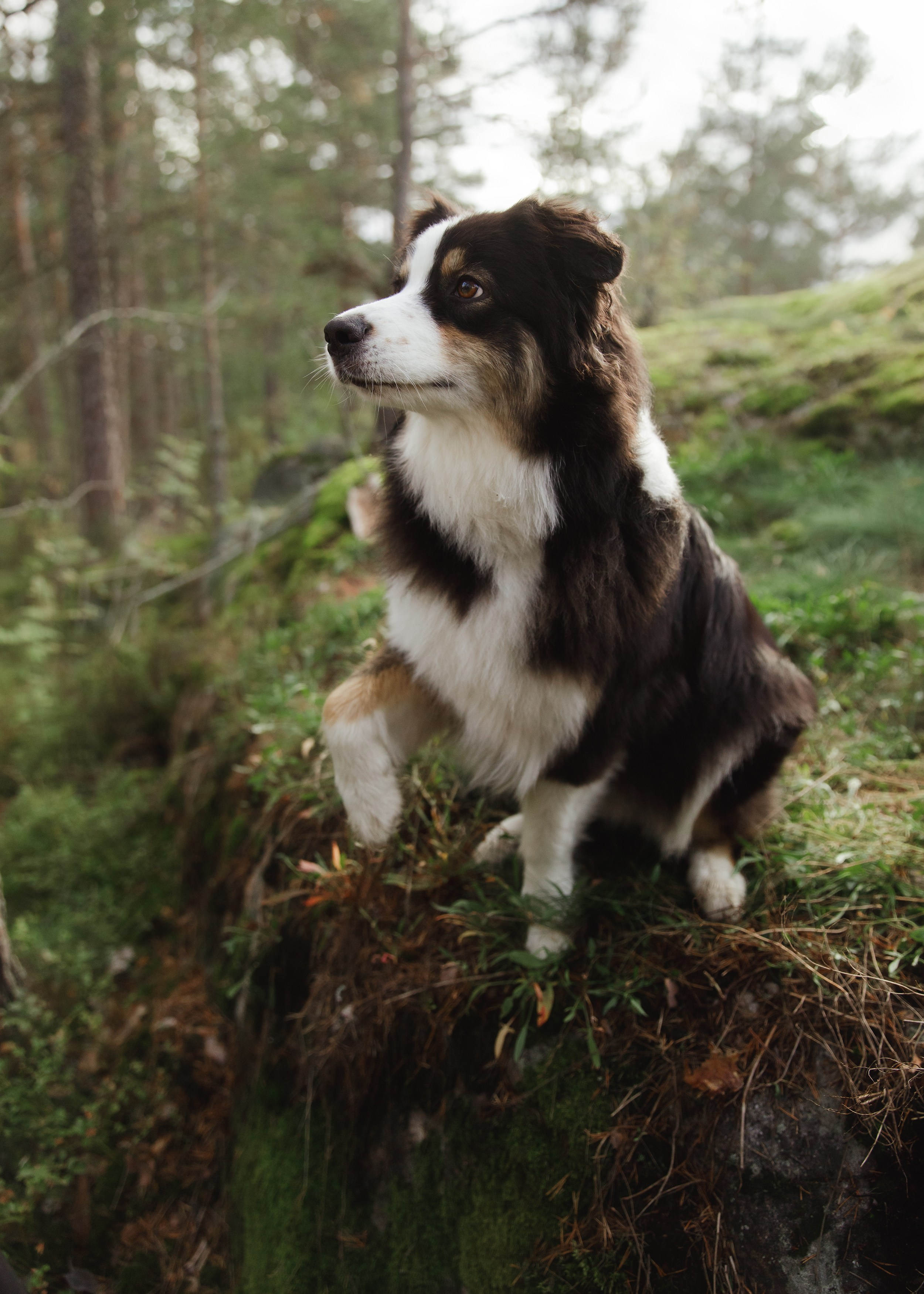Finnish mossy hills. Kaja | fotograf psów we Wrocławiu