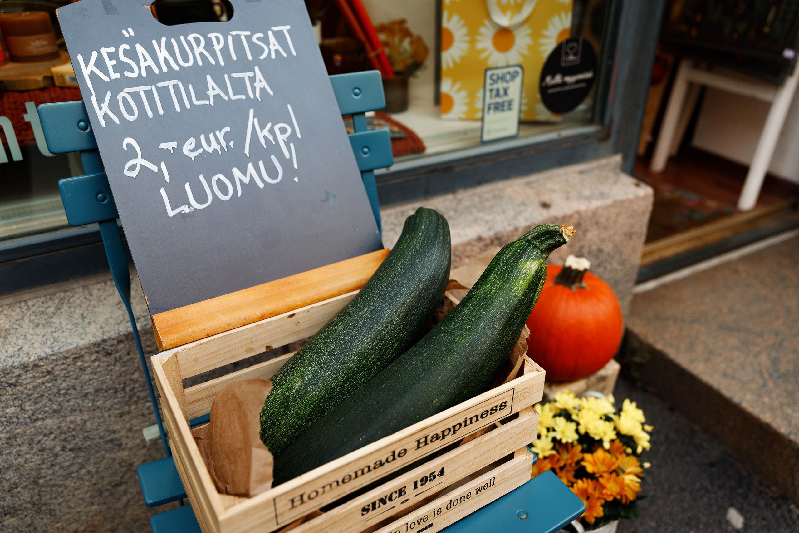 Helsinki. Kaja | fotograf psów we Wrocławiu