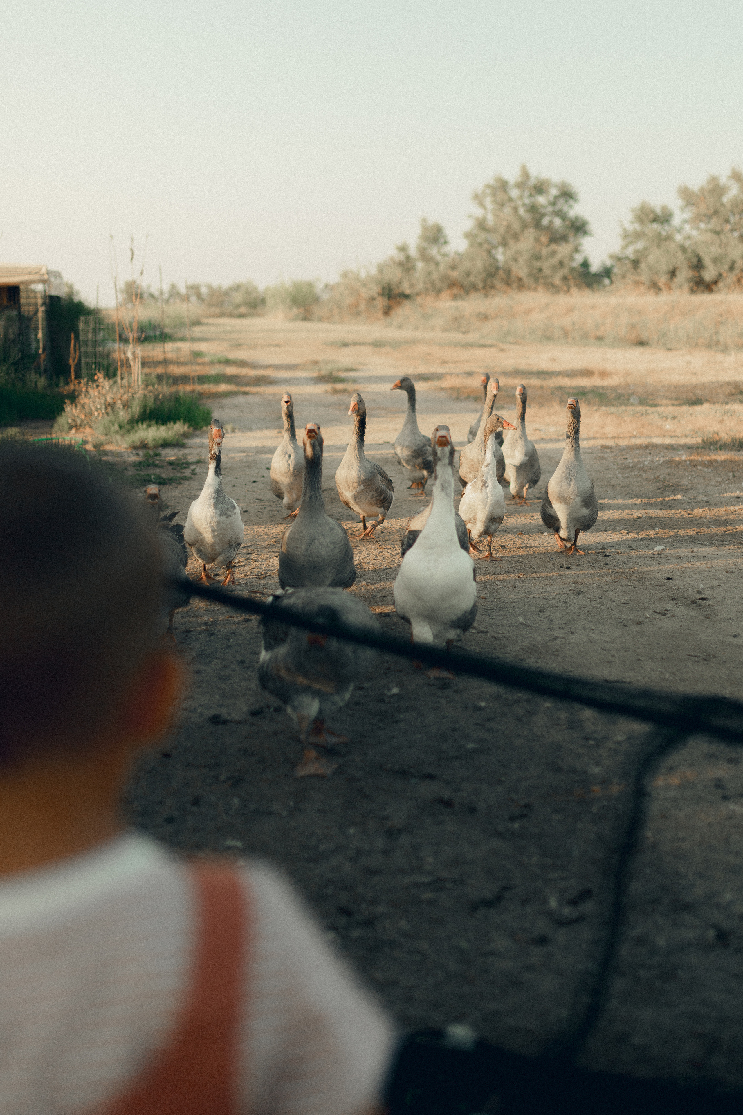 Lio Piccolo. Fotografo a Venezia