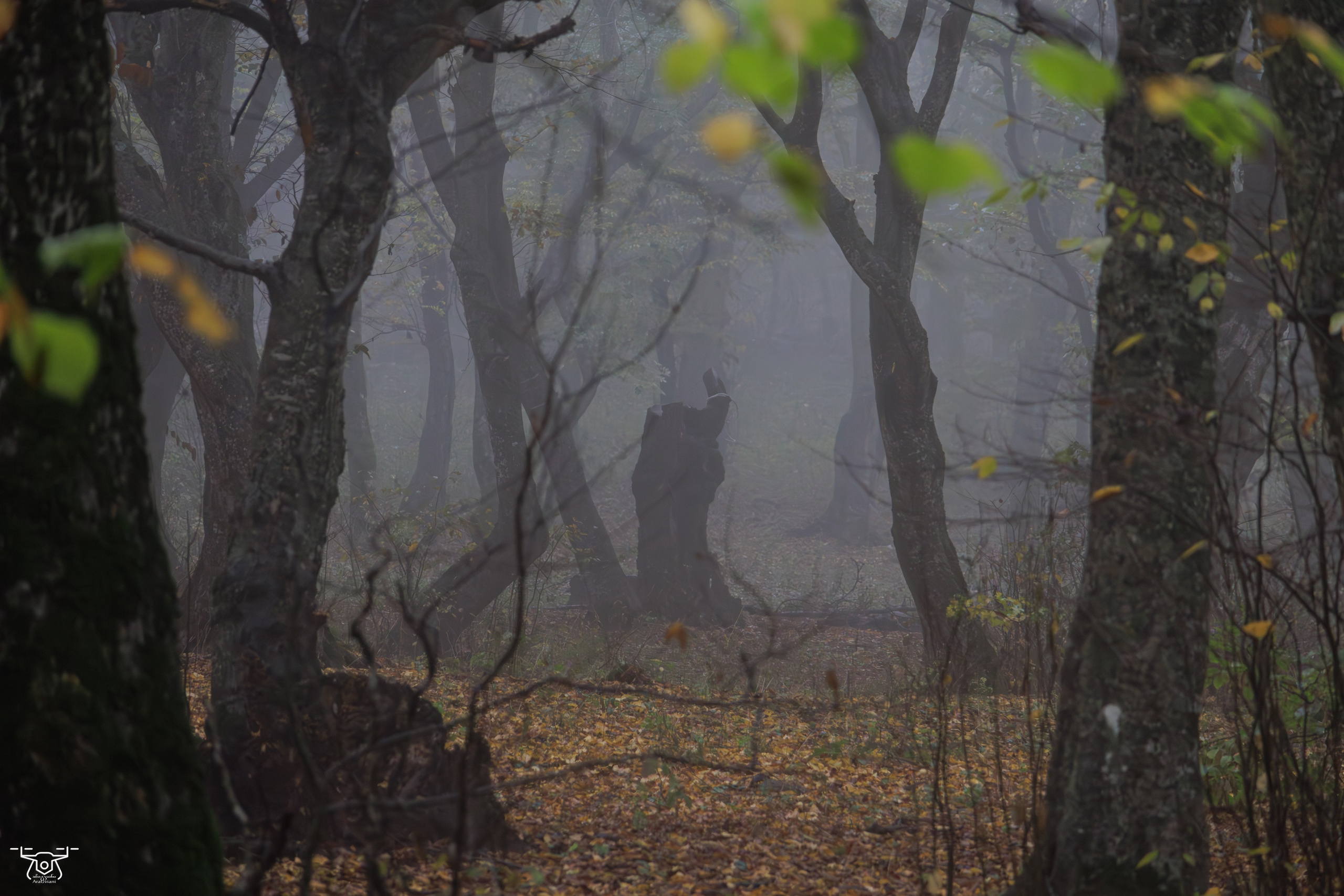 კოჯრის ტყის ნისლები. FramefreeMan