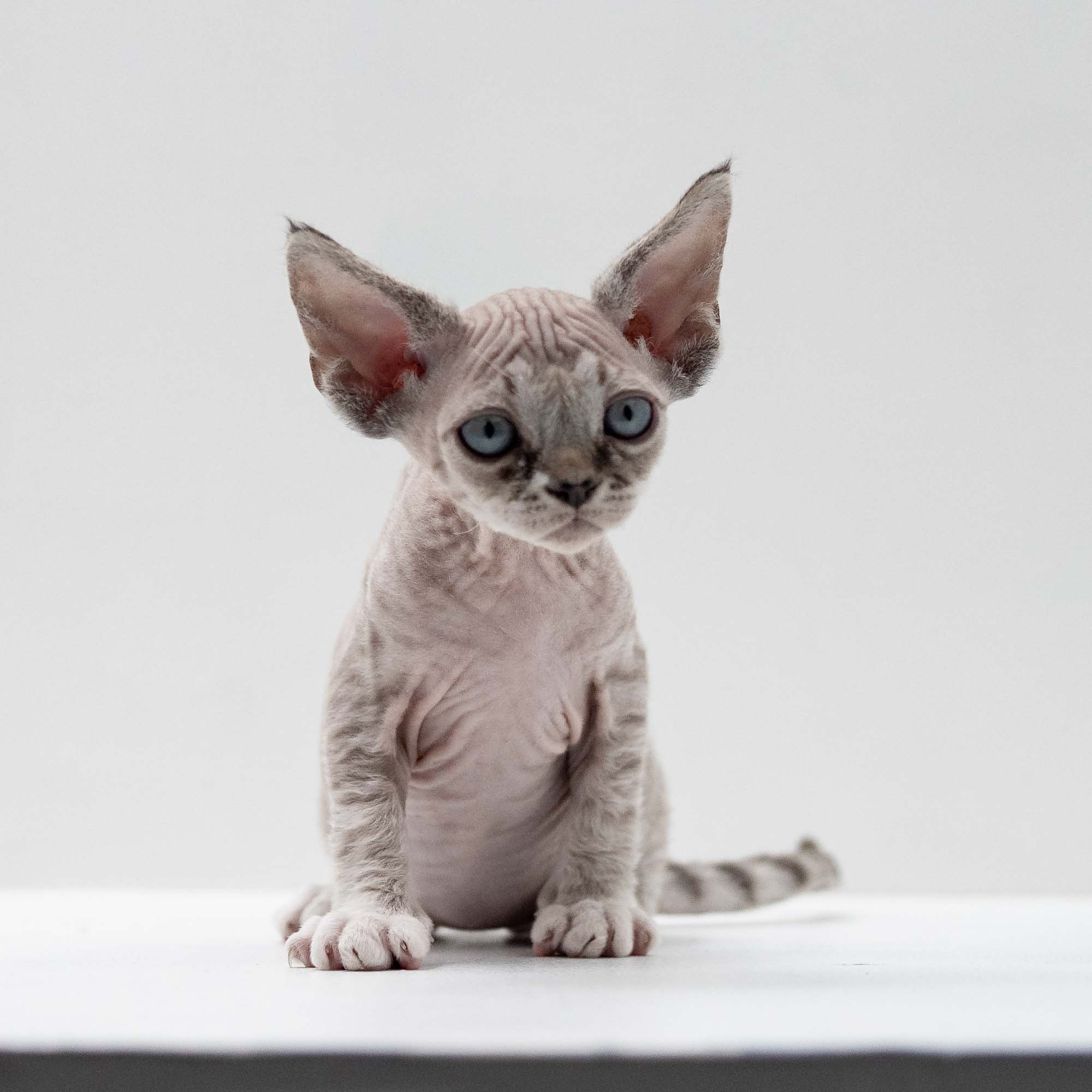 Finn,  boy, born on 01.01.25. Devon Rex Pixie Cattery