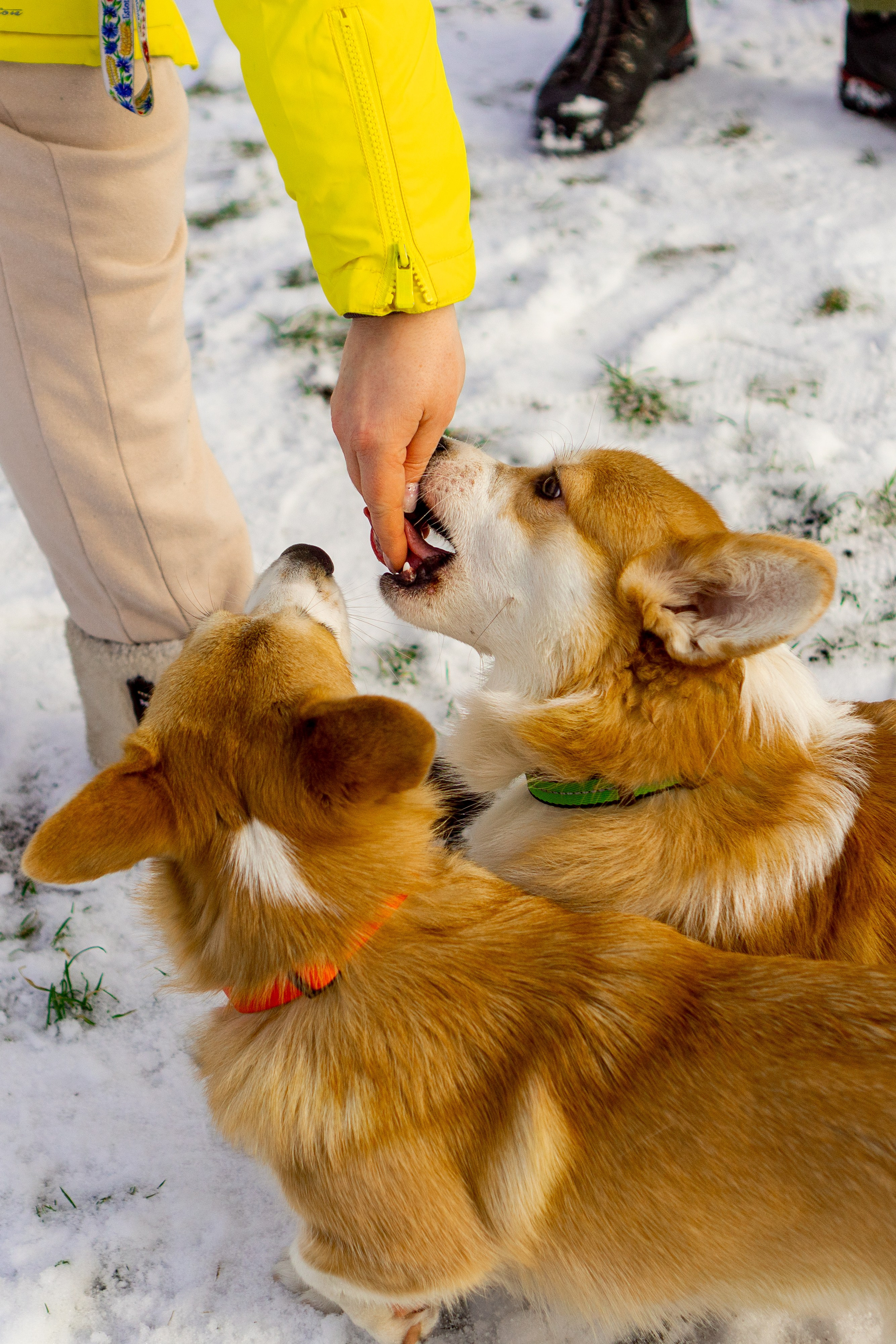 Corgi party, 23 feb. 2025. Kat Laisaar — Pet photographer in Tallinn
