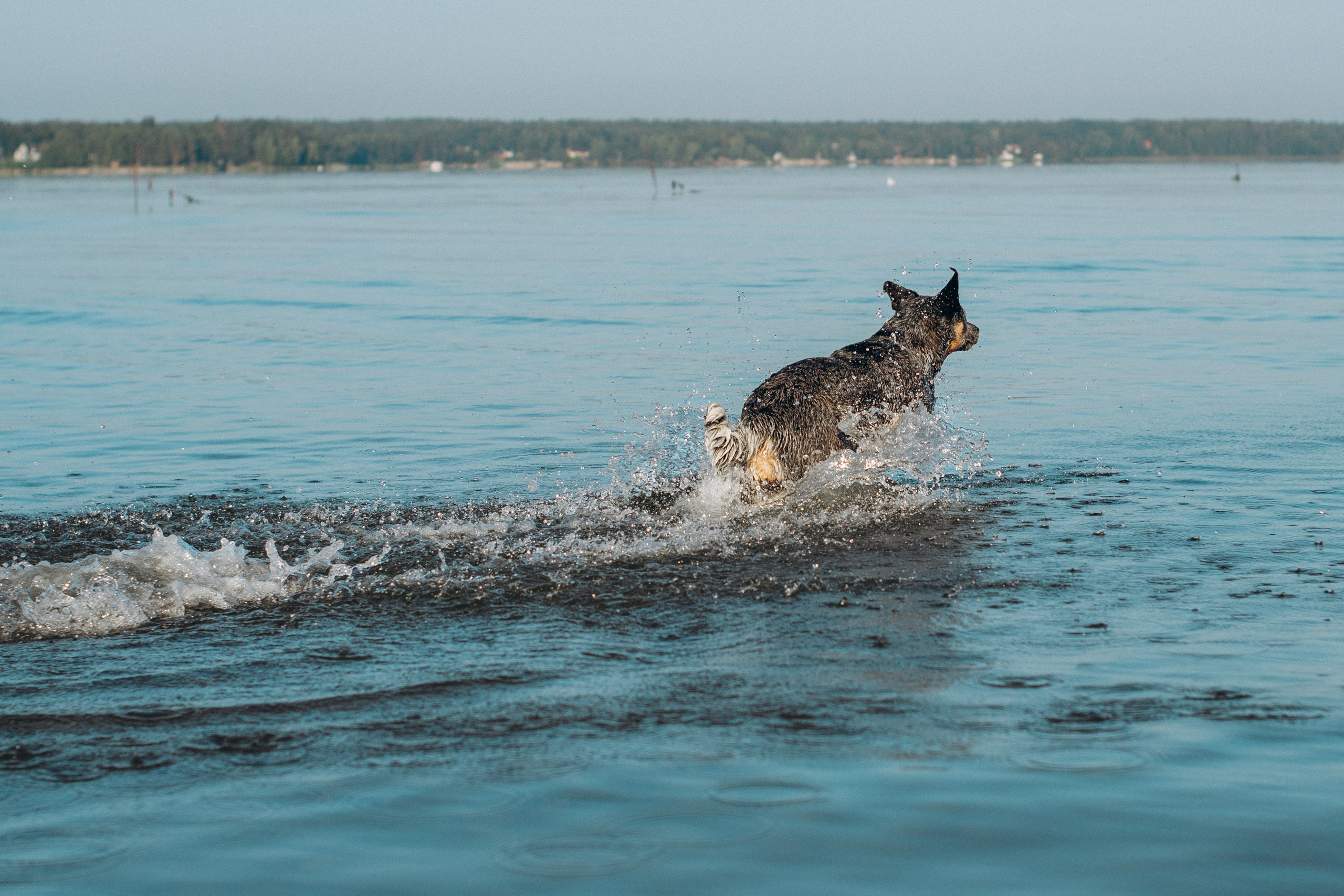 Dakota, Australian Cattle Dog. Kat Laisaar — Pet photographer in Tallinn