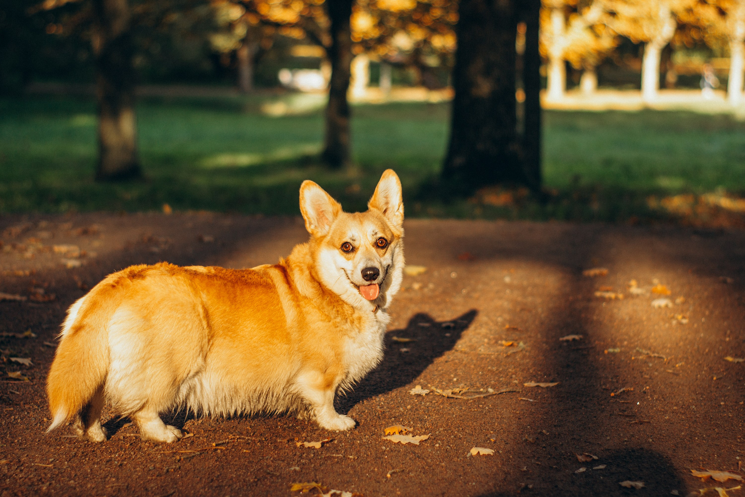 Irina and her Teffy, Pembroke Welsh Corgi. Kat Laisaar — Pet photographer in Tallinn
