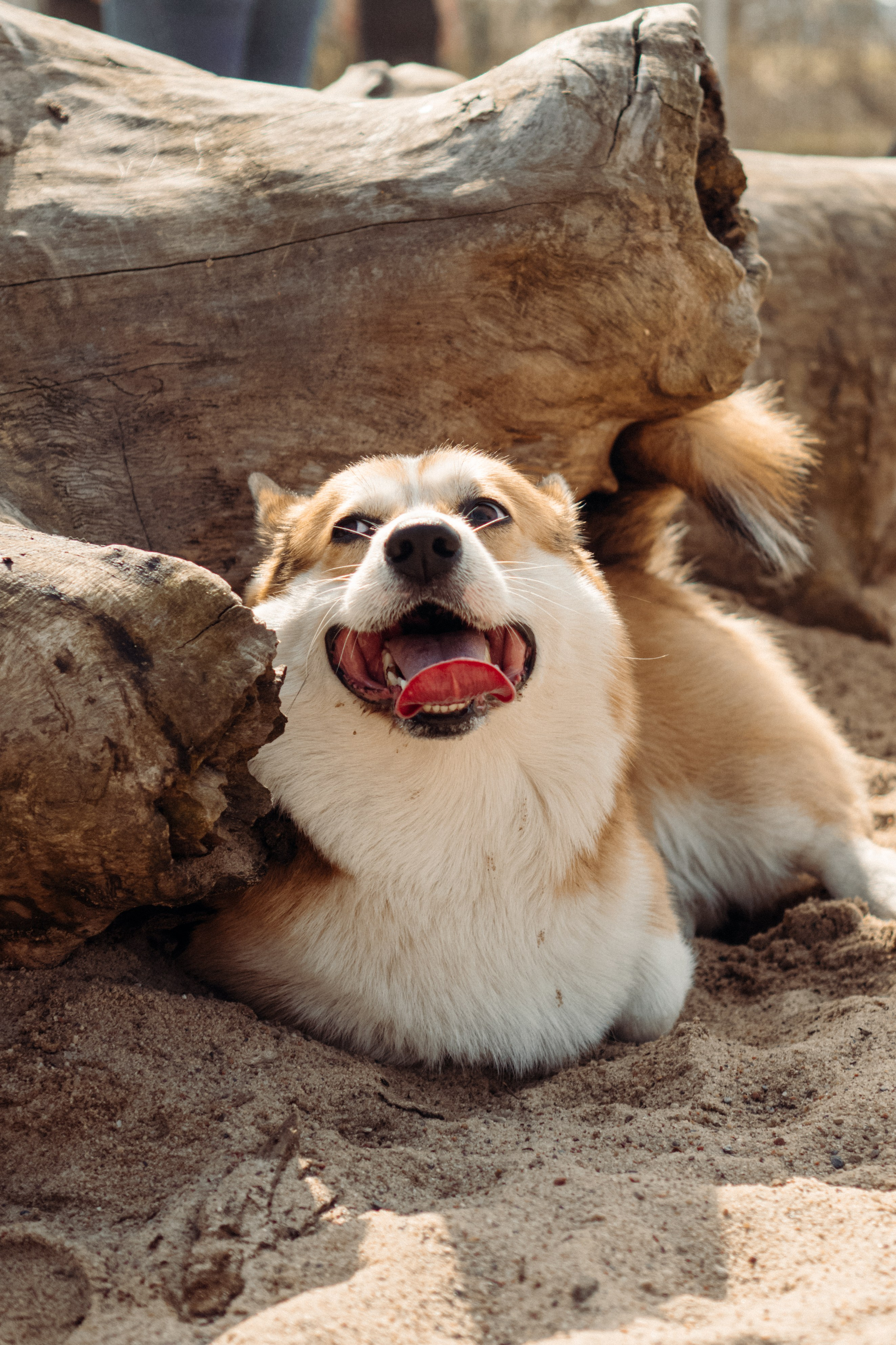 Corgi party, 18 apr. 2025. Kat Laisaar — Pet photographer in Tallinn