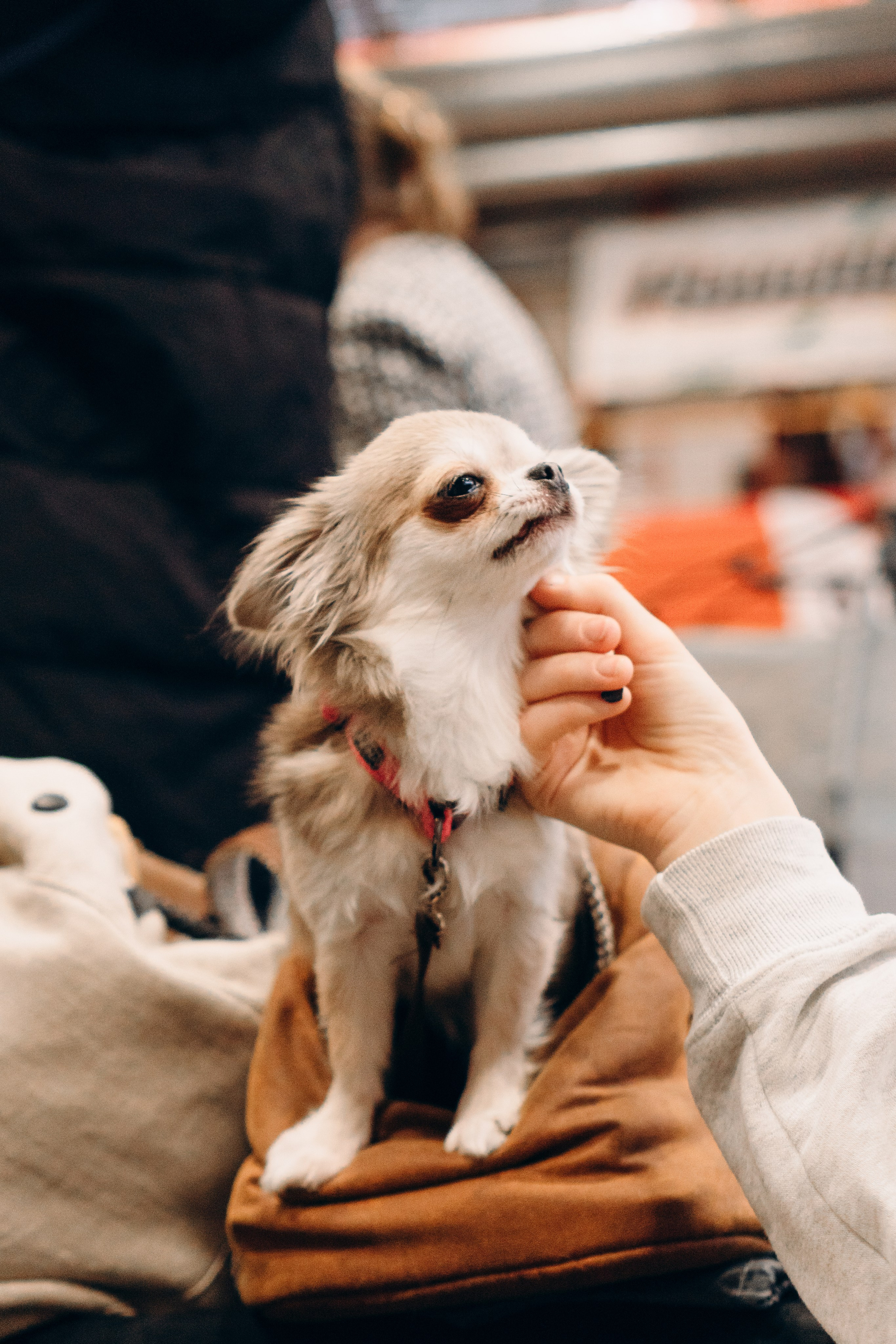 Pärnu dog weekend photo report. Kat Laisaar — Pet photographer in Tallinn