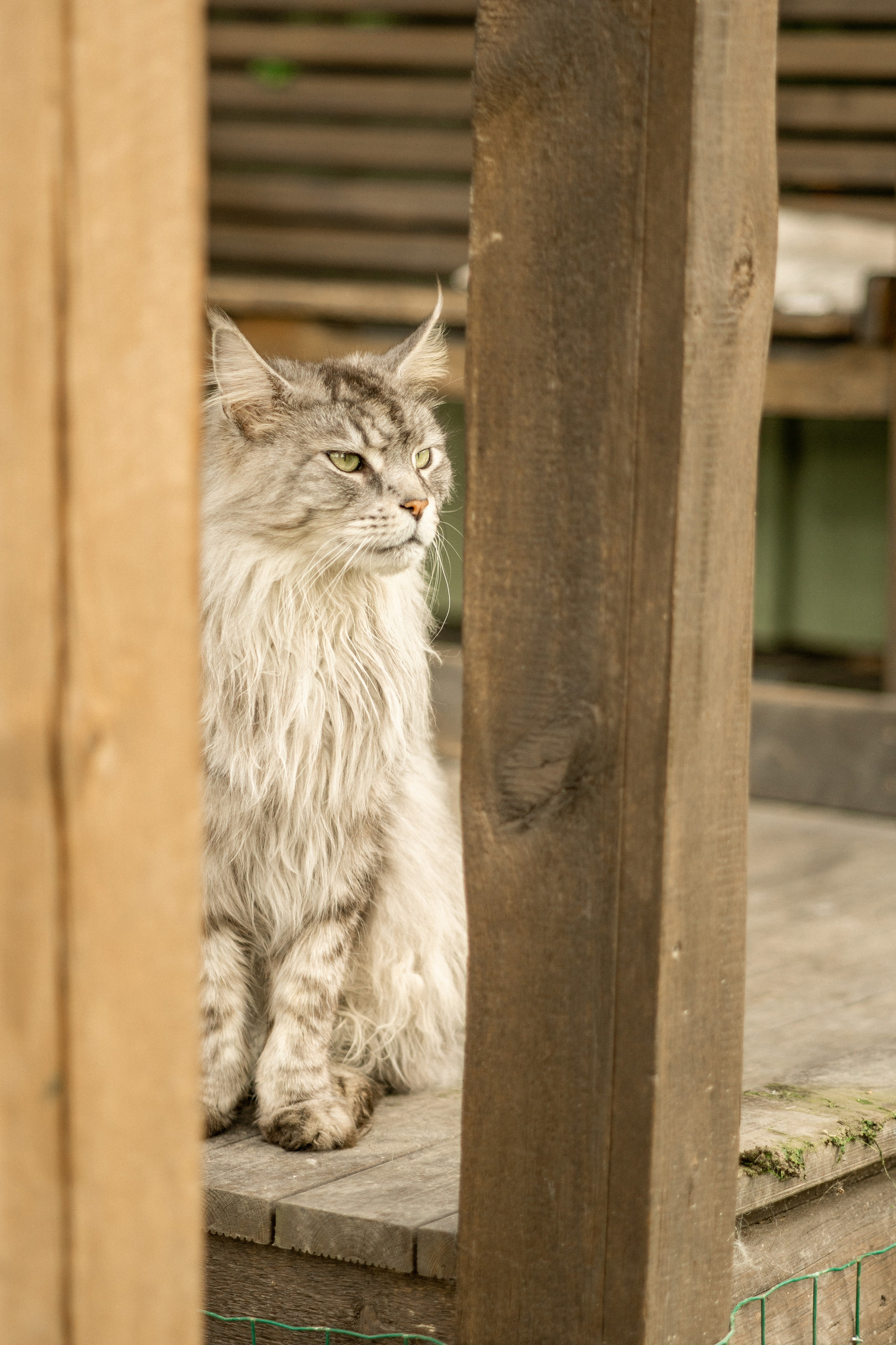 Herding Days, 26 apr. 2025. Kat Laisaar — Pet photographer in Tallinn