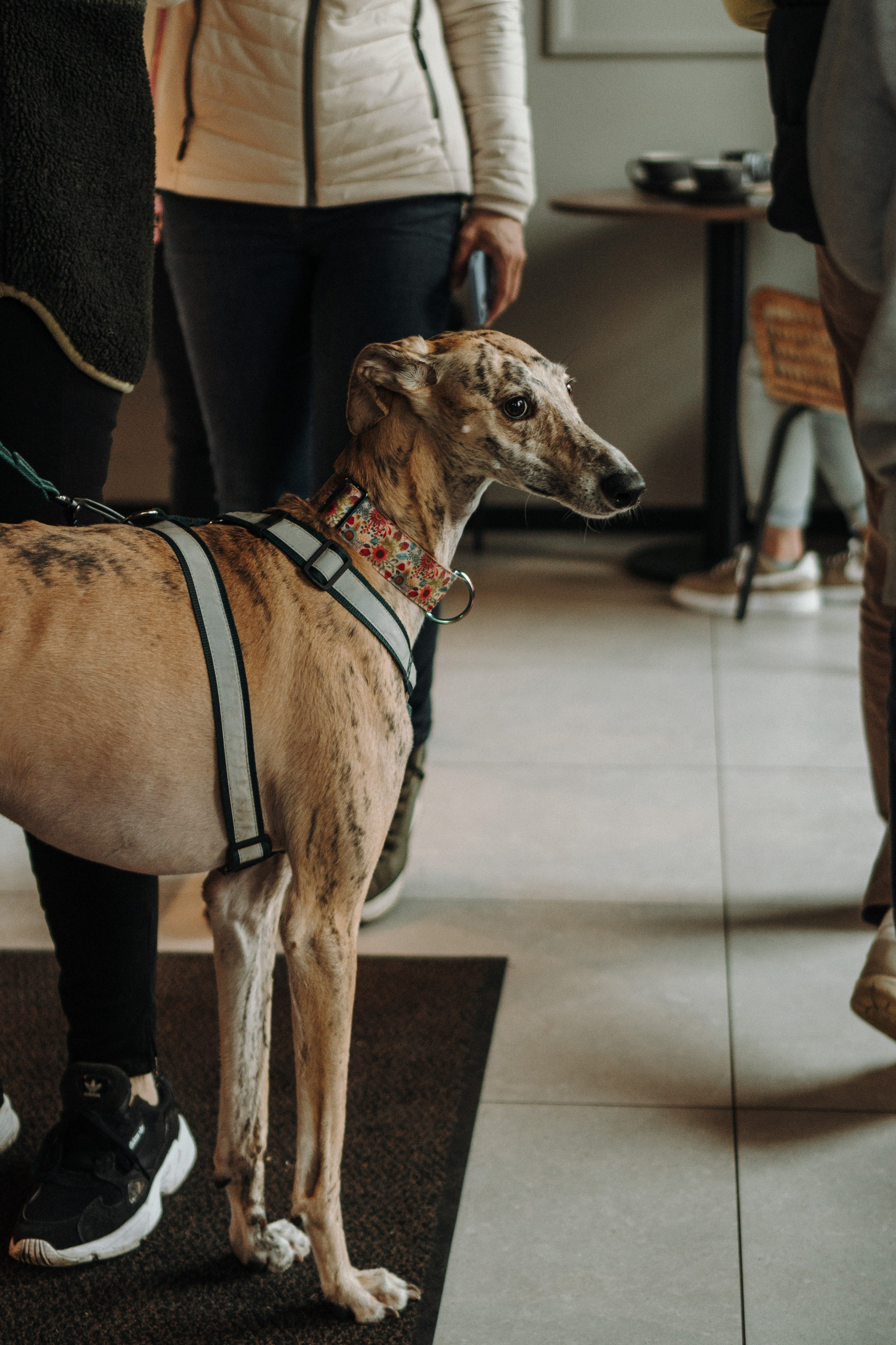 GalgoTreff / Mia Pagar 1 may, 2025. Kat Laisaar — Pet photographer in Tallinn