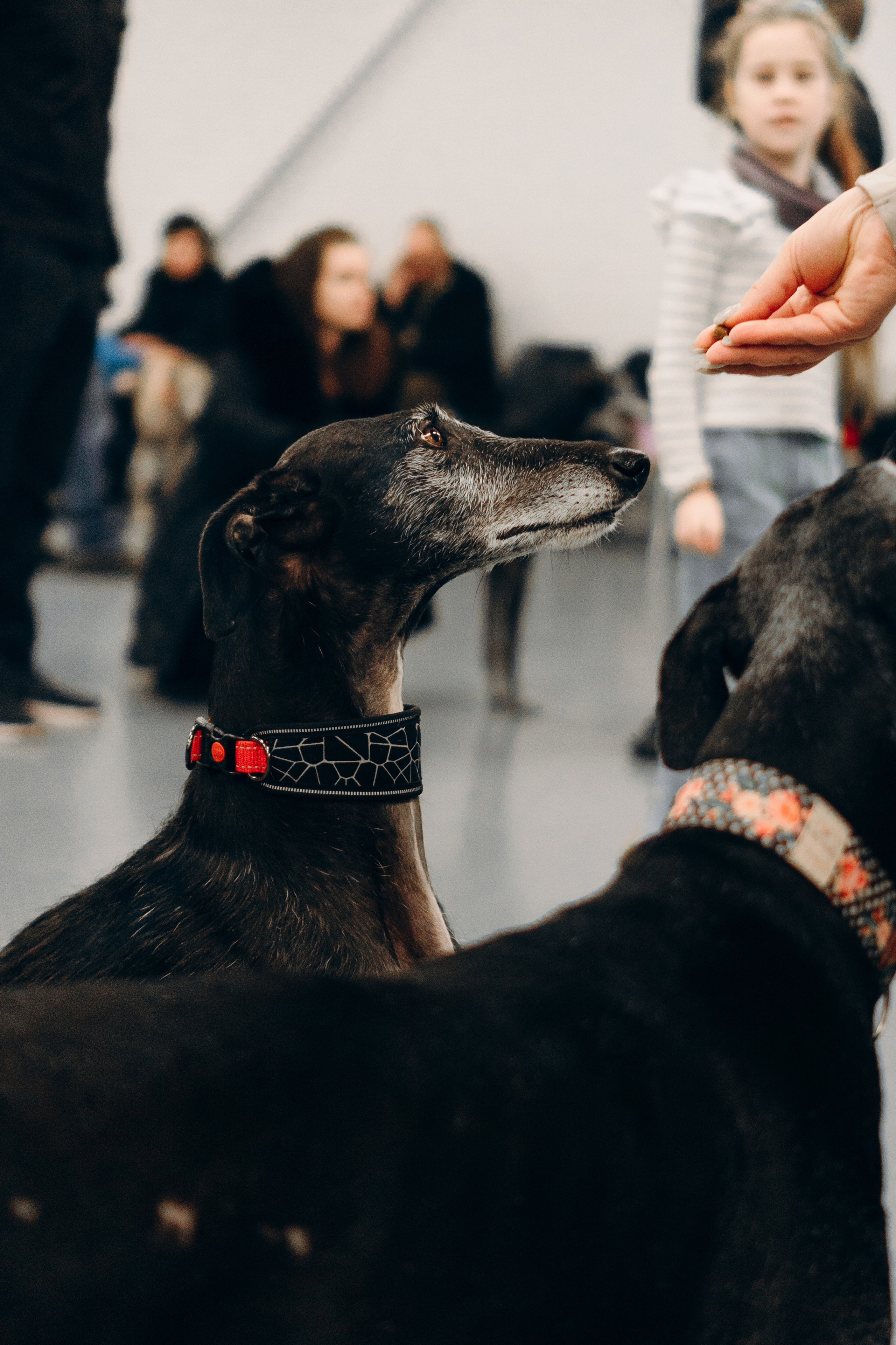 GalgoTreff / PetCity Rannamõisa, 13 apr. 2025. Kat Laisaar — Pet photographer in Tallinn