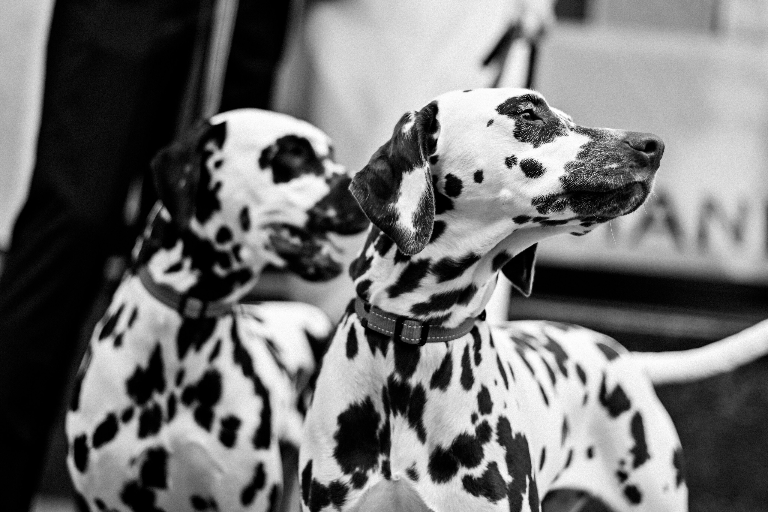 История с далматинцами. Детский и семейный фотограф в финляндии дина пулкка. контент фотограф