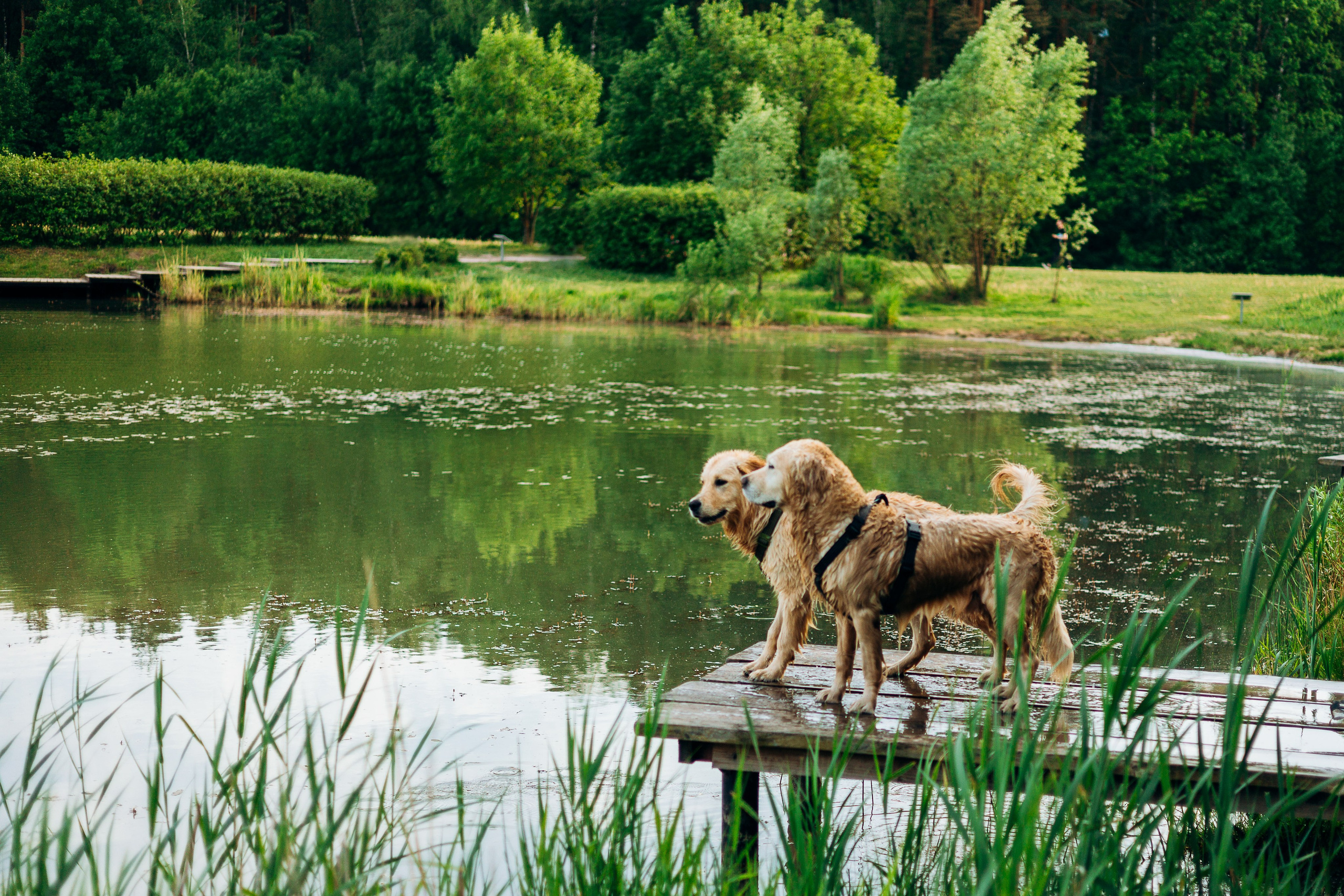 Настя, Арчи, Арагон. Фотограф-анималист | Белград