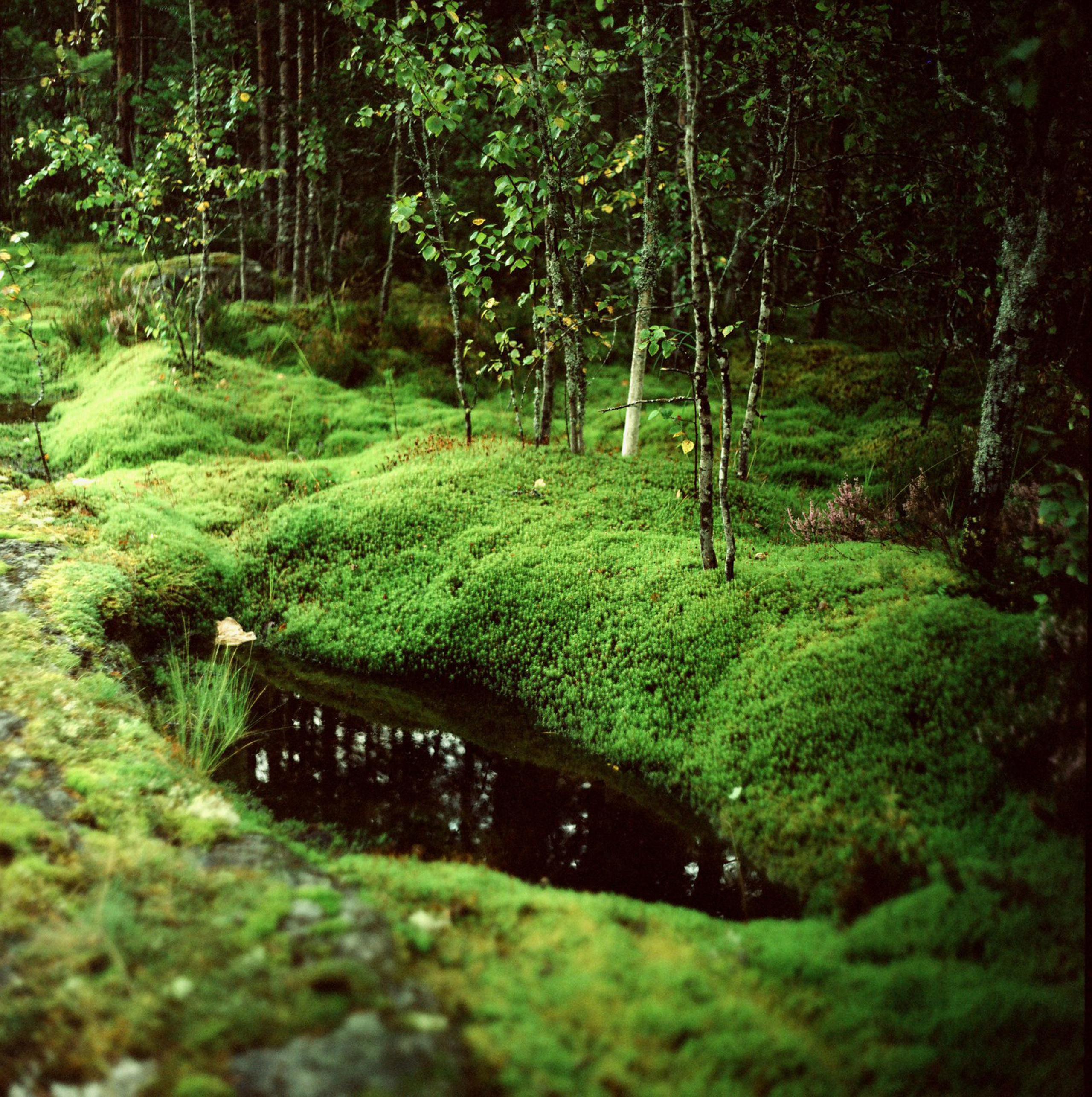 Landscapes. Map of the Borderlands